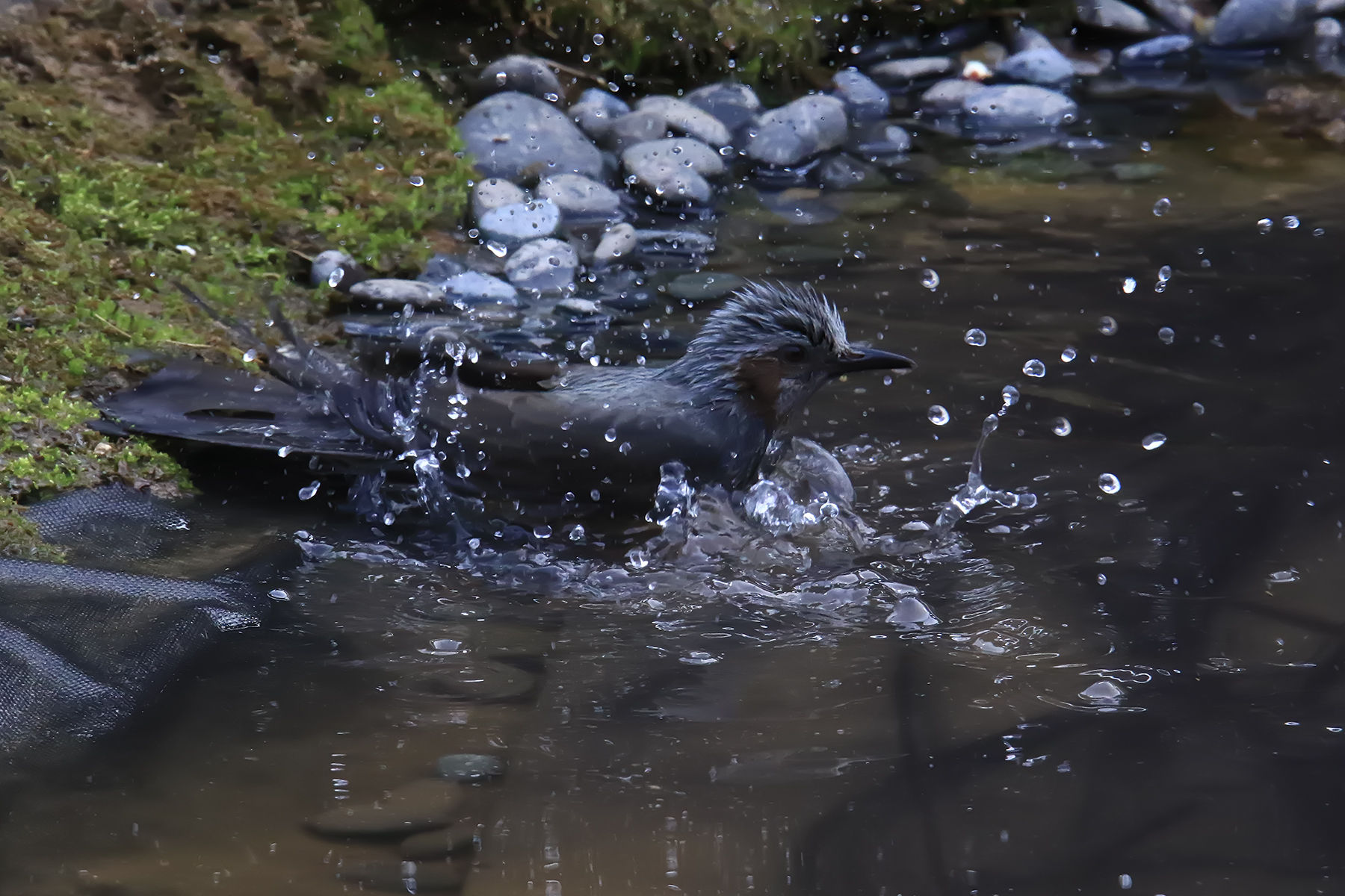 PHOTO BY ChoiJunqSeop | Canon EOS-1D X Mark II | 2024:08:05 09:42:40 | ISO-800 | 1/8000 sec | f 6.3 | 220 mm | EV=0 | ● WIDTH:1800 pixels  HEIGHT:1200 pixels