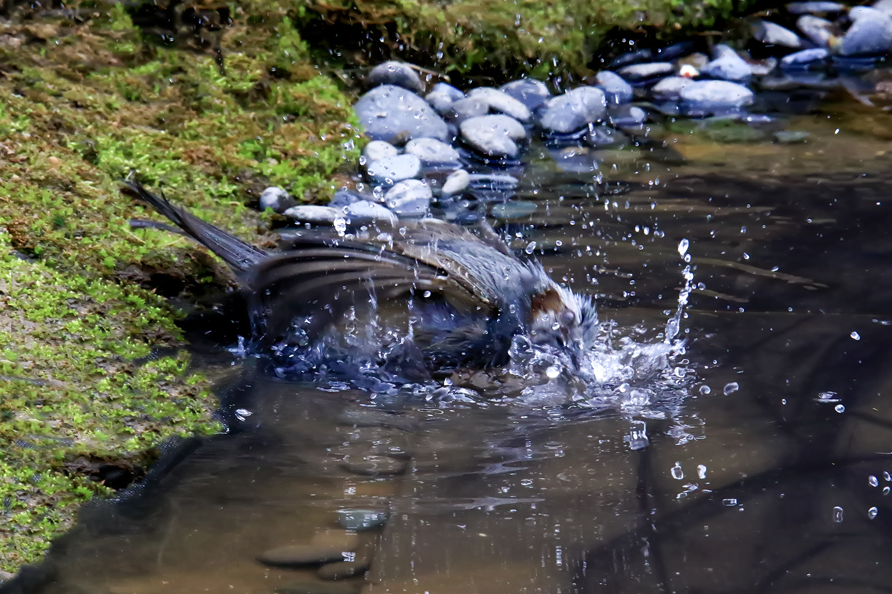 PHOTO BY ChoiJunqSeop | Canon EOS-1D X Mark II | 2024:08:05 09:42:44 | ISO-800 | 1/2000 sec | f 6.3 | 220 mm | EV=0 | ● WIDTH:1800 pixels  HEIGHT:1200 pixels