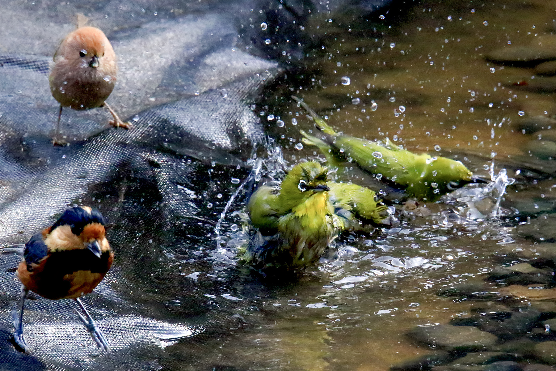 PHOTO BY ChoiJunqSeop | Canon EOS-1D X Mark II | 2024:08:05 09:42:44 | ISO-800 | 1/2000 sec | f 6.3 | 220 mm | EV=0 | ● WIDTH:1800 pixels  HEIGHT:1200 pixels