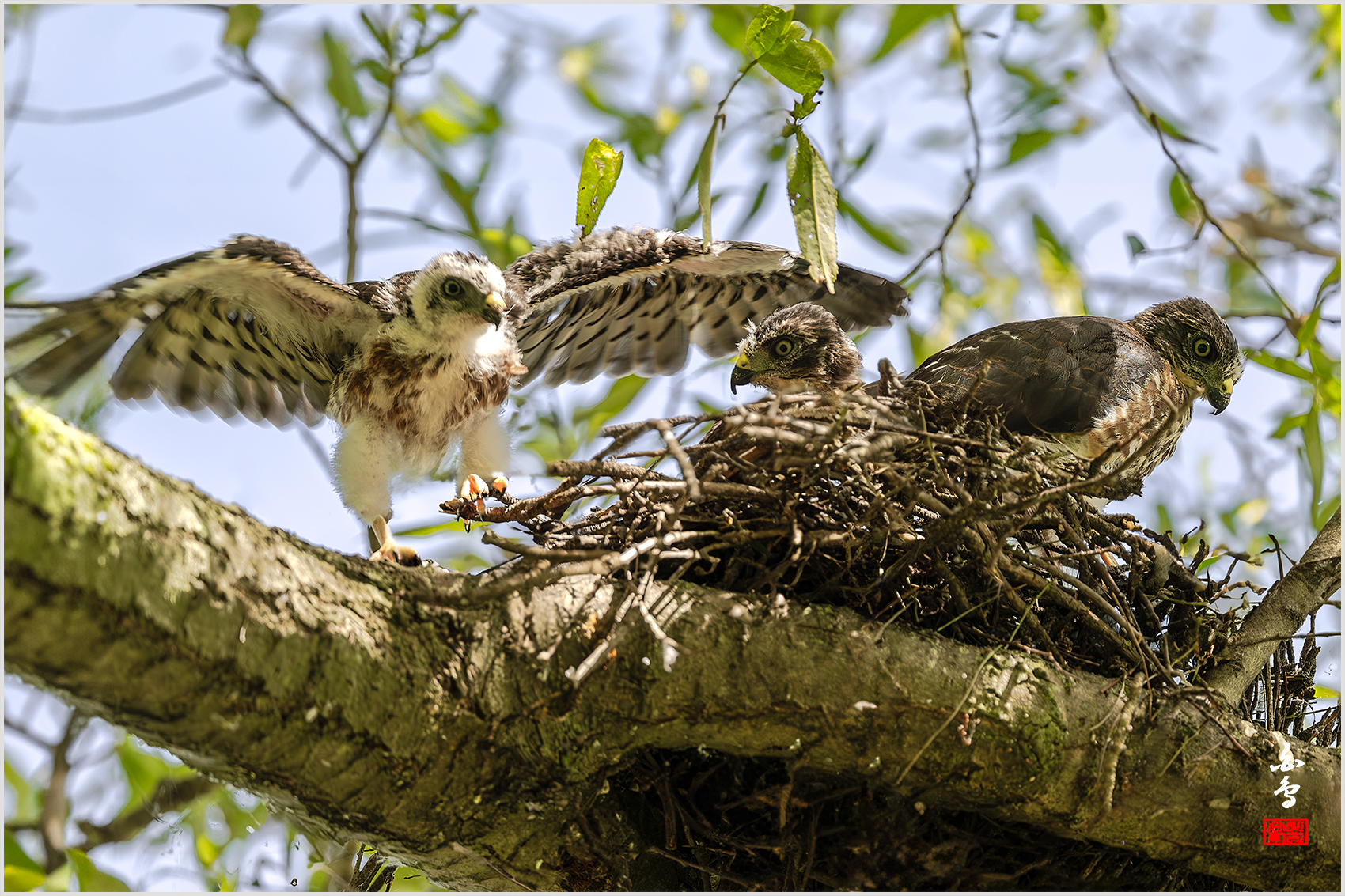 PHOTO BY  | NIKON Z 9 | 2024:07:28 14:48:52 | ISO-400 | 1/320 sec | f 5.6 | 840 mm | EV=0.3 | ● WIDTH:1700 pixels  HEIGHT:1133 pixels