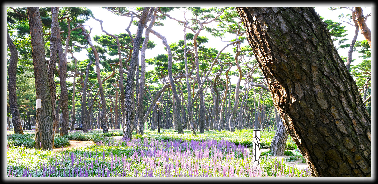 PHOTO BY  | GFX100 II | 2024:08:03 13:36:37 | ISO-100 | 1/4 sec | f 16 | 35 mm | EV=0 | ● WIDTH:  HEIGHT: