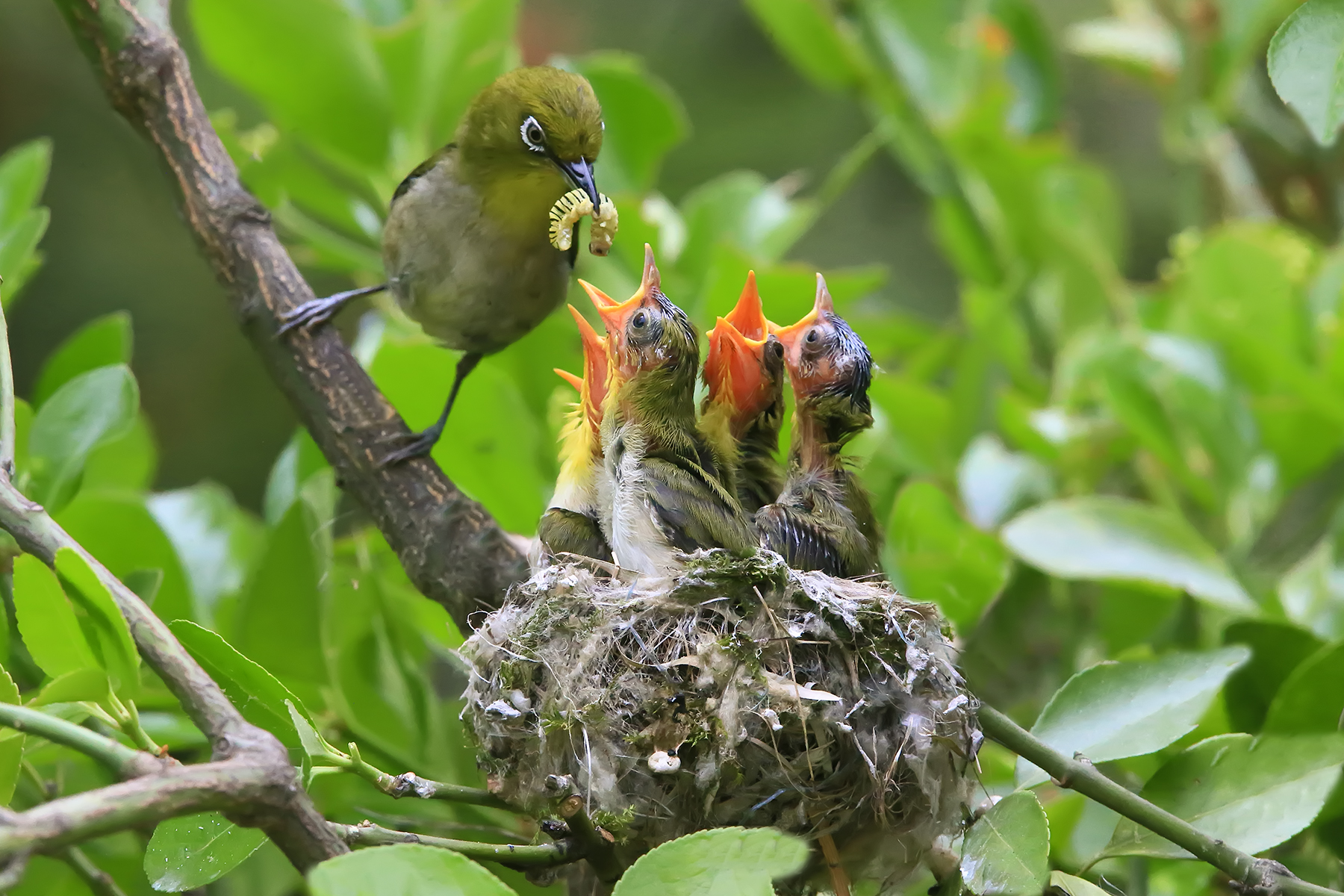 PHOTO BY ChoiJunqSeop | Canon EOS-1D X Mark II | 2024:08:05 09:42:44 | ISO-800 | 1/2000 sec | f 6.3 | 220 mm | EV=0 | ● WIDTH:1800 pixels  HEIGHT:1200 pixels