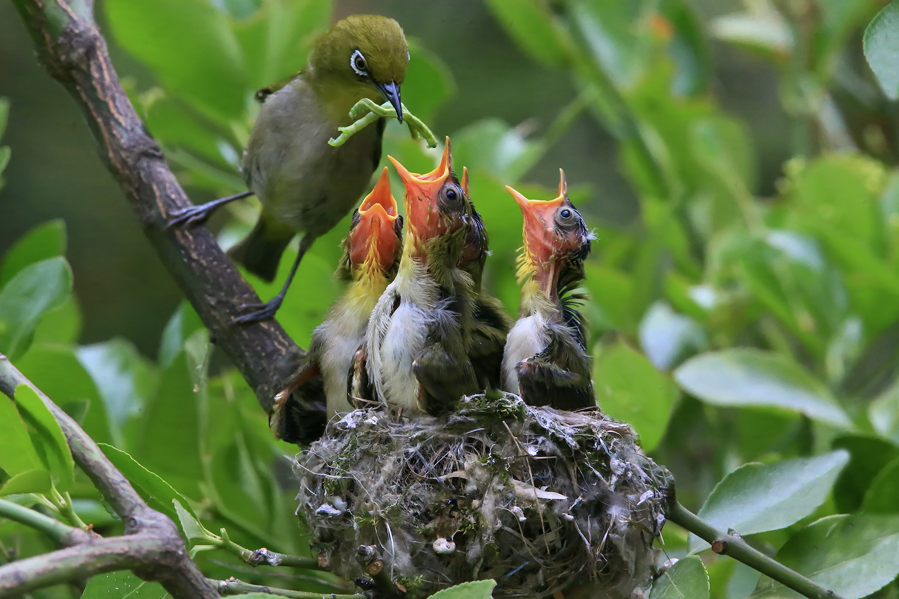 PHOTO BY ChoiJunqSeop | Canon EOS-1D X Mark II | 2024:08:05 09:42:44 | ISO-800 | 1/2000 sec | f 6.3 | 220 mm | EV=0 | ● WIDTH:1800 pixels  HEIGHT:1200 pixels
