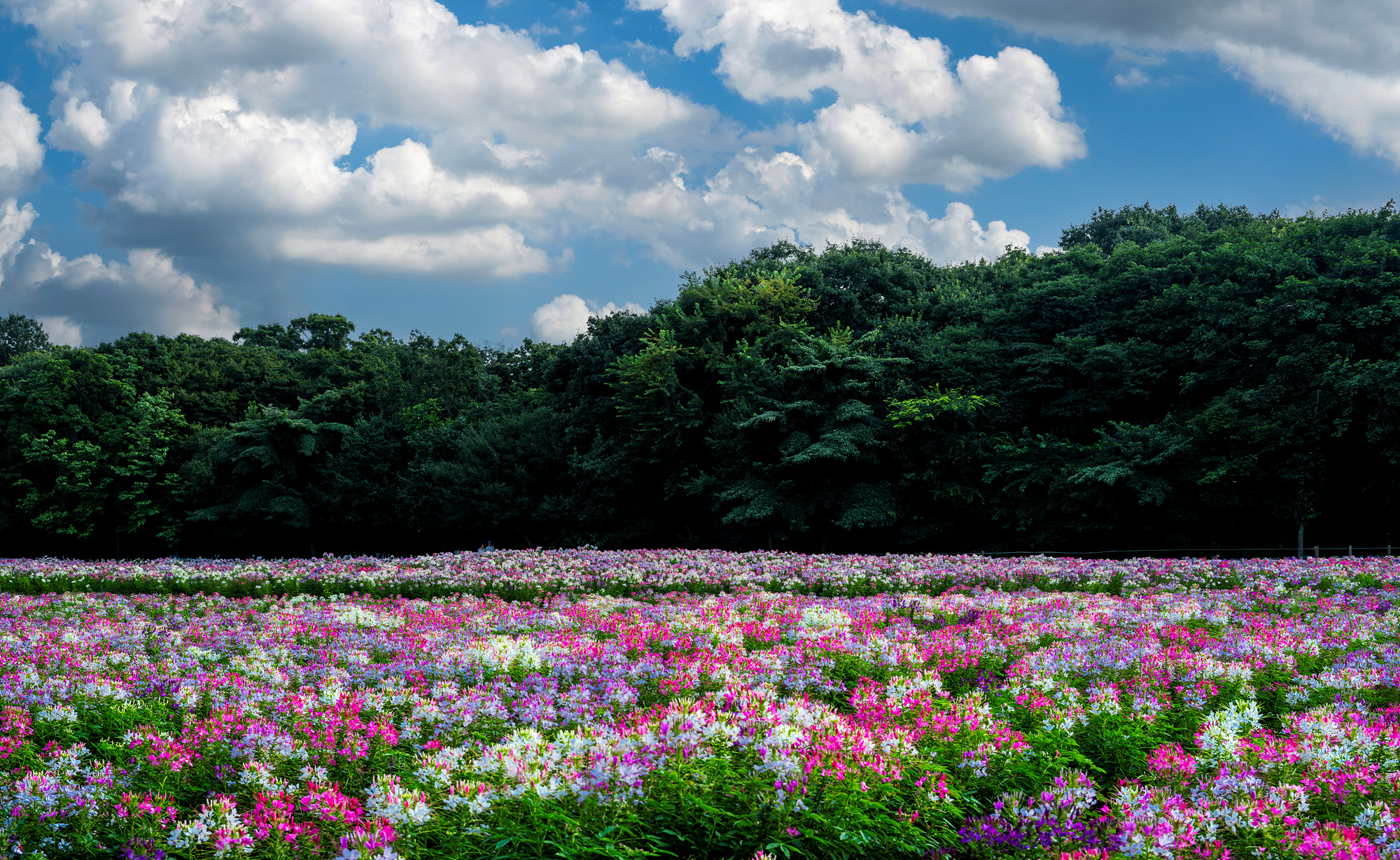 PHOTO BY  | NIKON Z 7_2 | 2024:08:10 17:51:42 | ISO-100 | 1/125 sec | f 8 | 36 mm | EV=0 | ● WIDTH:2000 pixels  HEIGHT:1229 pixels