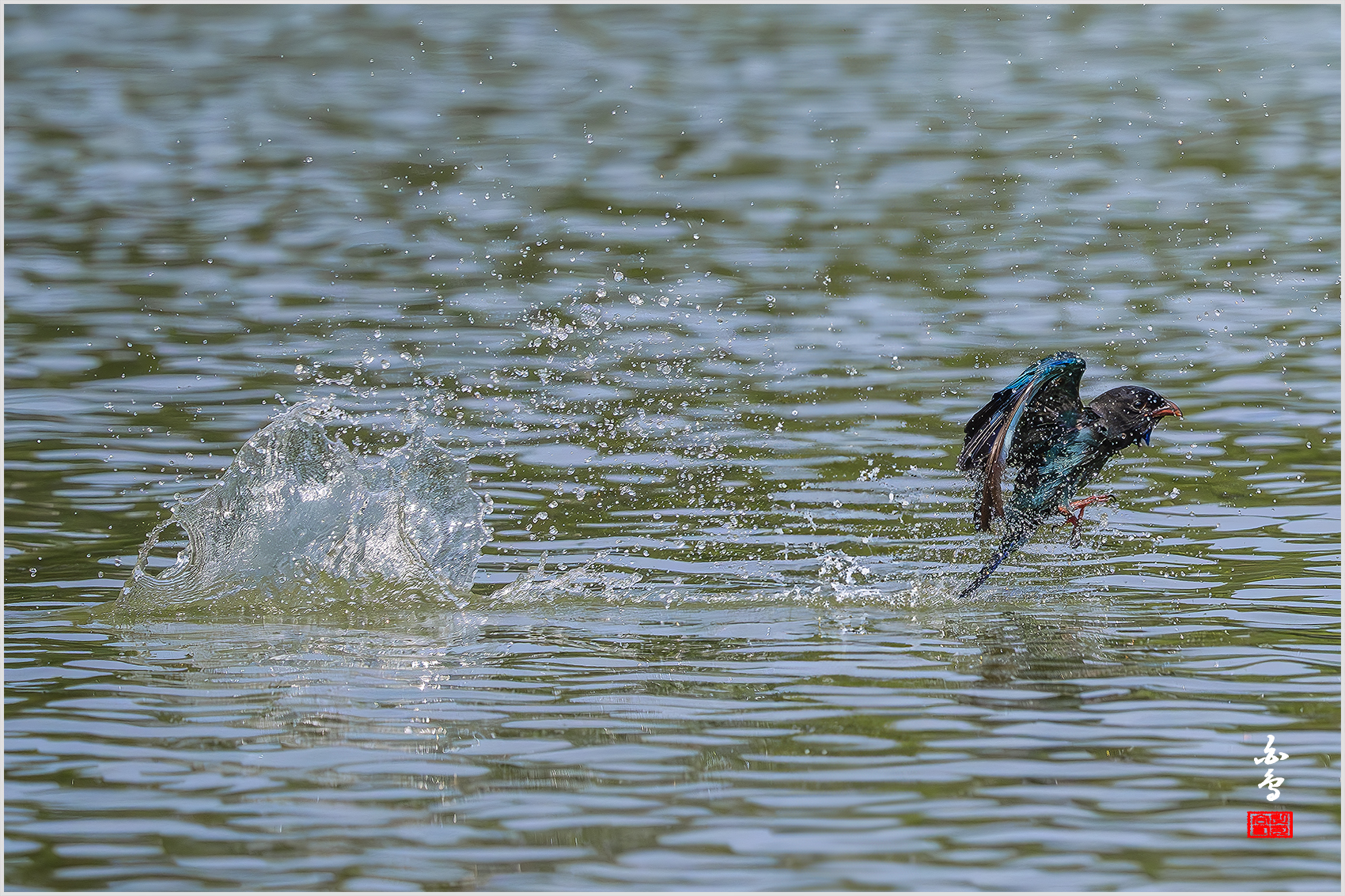 PHOTO BY  | NIKON Z 9 | 2024:08:11 14:32:57 | ISO-4000 | 1/26000 sec | f 5.6 | 840 mm | EV=-0.7 | ● WIDTH:1700 pixels  HEIGHT:1133 pixels