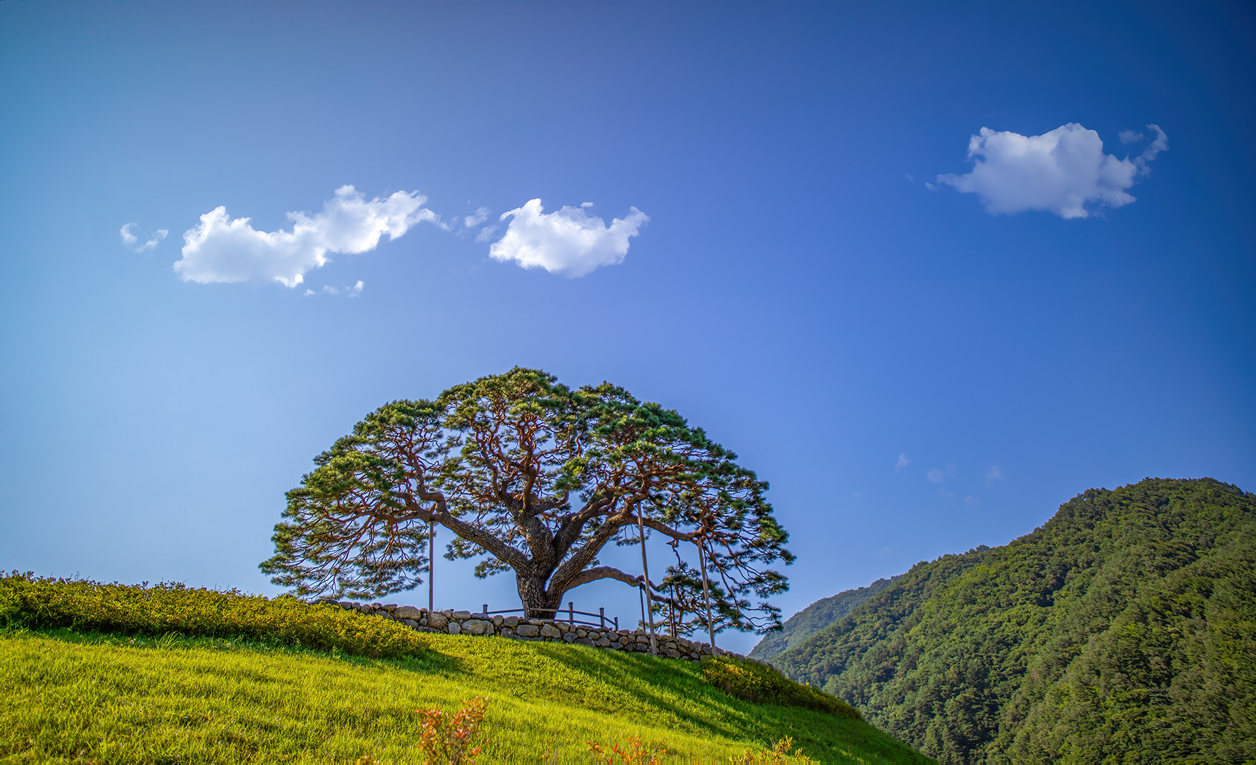 PHOTO BY  | Canon EOS 5D Mark IV | 2024:08:11 08:43:05 | ISO-50 | 1/2000 sec |  |  | EV=0 | ● WIDTH:1800 pixels  HEIGHT:1097 pixels