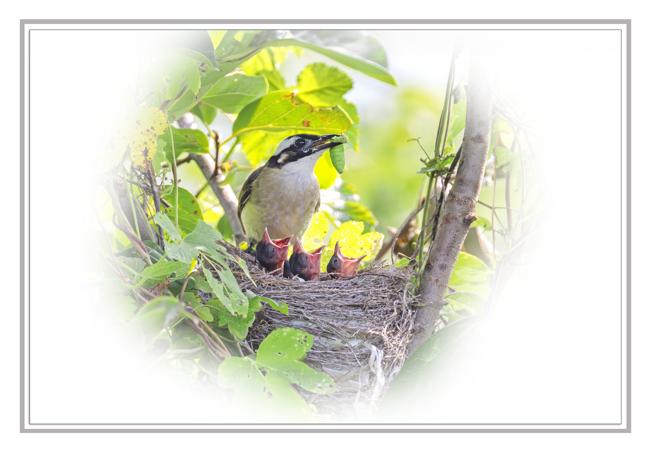 PHOTO BY  | Canon EOS R5 | 2024:08:10 09:05:05 | ISO-2500 | 1/2000 sec | f 10 | 800 mm | EV=0 | ● WIDTH:2200 pixels  HEIGHT:1534 pixels