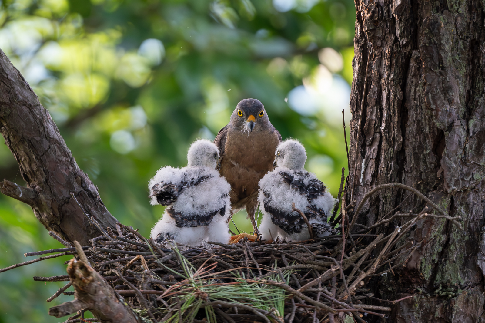 PHOTO BY  | NIKON D500 | 2021:07:24 18:09:24 | ISO-2500 | 1/250 sec | f 5.6 | 500 mm | EV=0 | ● WIDTH:  HEIGHT: