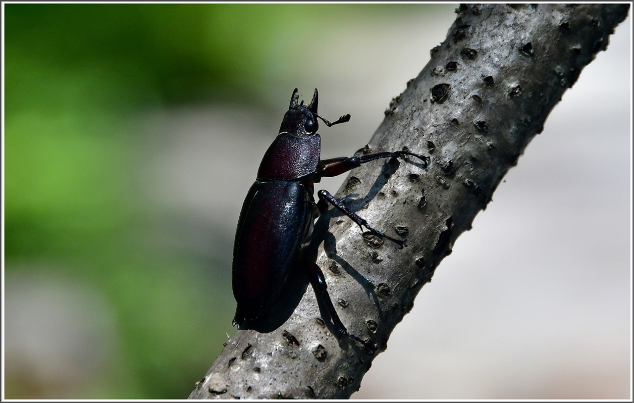 PHOTO BY  | NIKON D500 | 2024:08:13 10:18:14 | ISO-280 | 1/250 sec | f 8 | 120 mm | EV=0 | ● WIDTH:5568 pixels  HEIGHT:3712 pixels