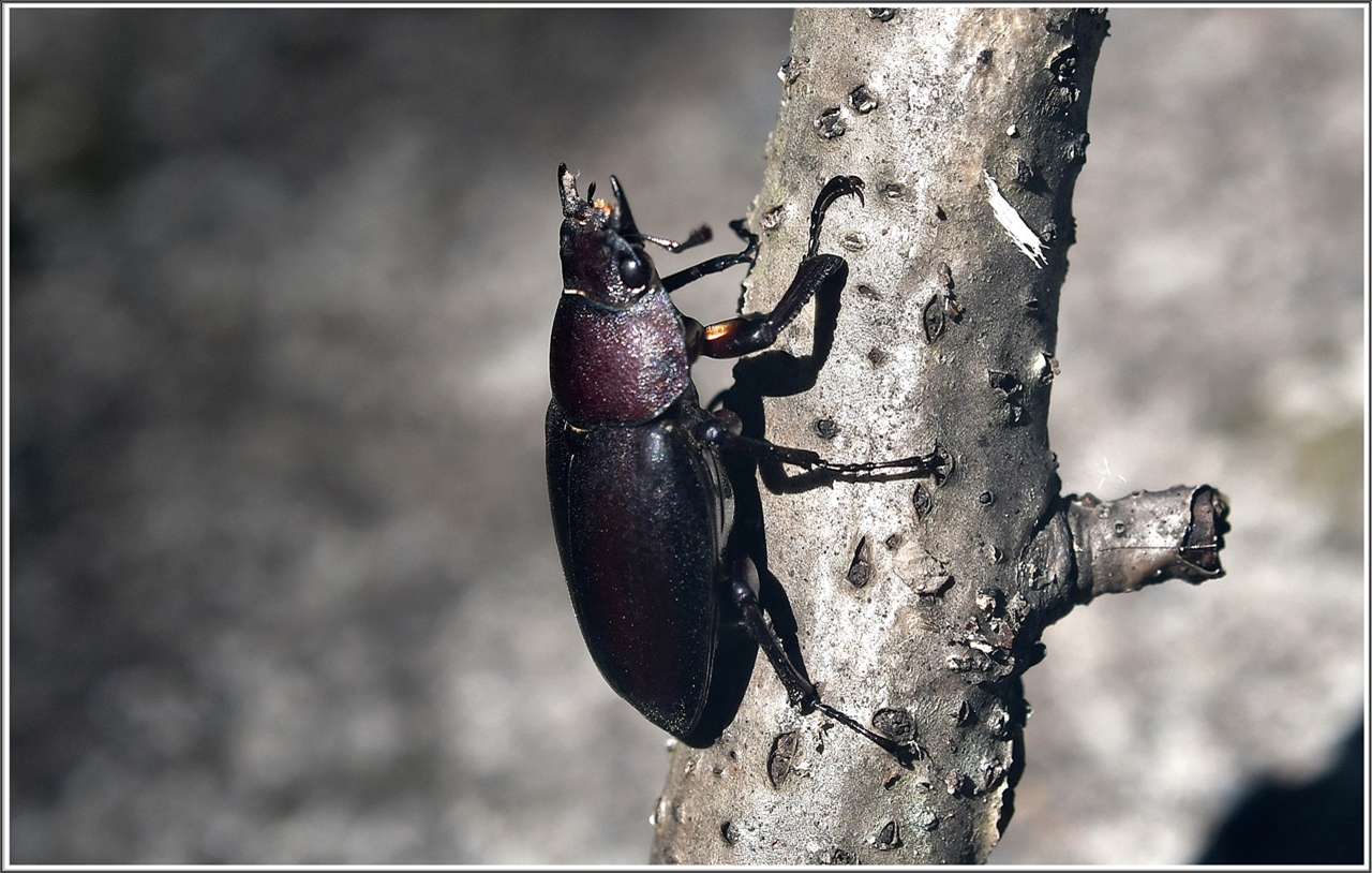 PHOTO BY  | NIKON D500 | 2024:08:13 10:01:53 | ISO-280 | 1/180 sec | f 6.7 | 60 mm | EV=0.5 | ● WIDTH:5568 pixels  HEIGHT:3712 pixels