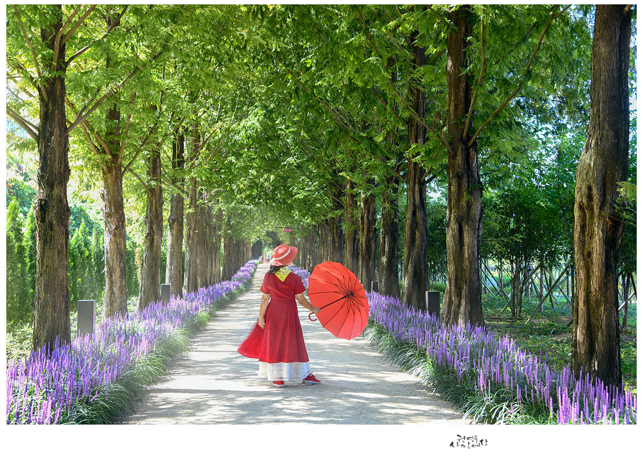 PHOTO BY Kwon Young Woo | NIKON D850 | 2024:08:14 09:35:23 | ISO-200 | 1/20 sec | f 8 | 62 mm | EV=0.3 | ● WIDTH:1326 pixels  HEIGHT:947 pixels