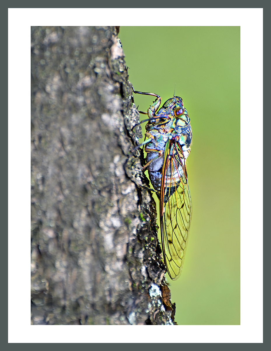 PHOTO BY  | NIKON D5500 | 2024:08:14 08:20:07 | ISO-400 | 1/80 sec | f 7.1 | 300 mm | EV=-0.3 | ● WIDTH:929 pixels  HEIGHT:1200 pixels