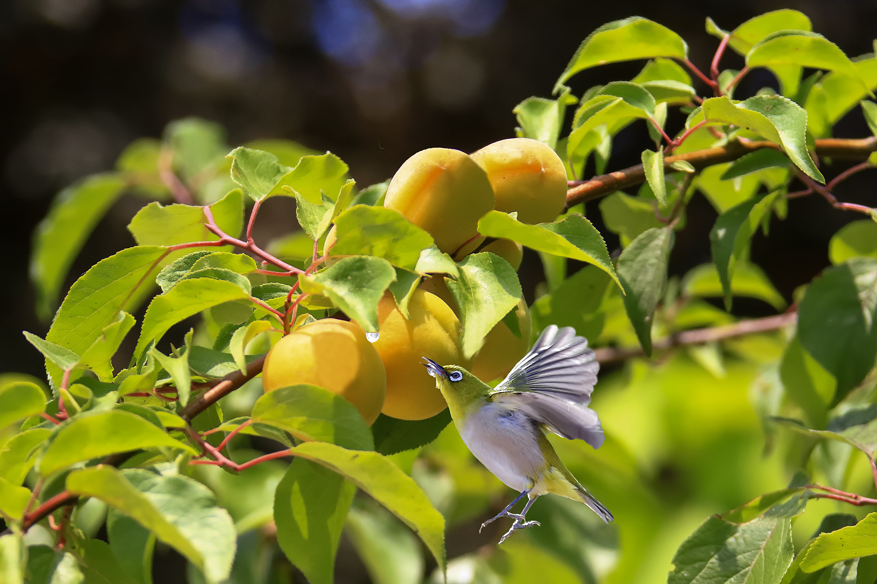 PHOTO BY ChoiJunqSeop | Canon EOS-1D X Mark II | 2024:08:14 07:24:03 | ISO-800 | 1/320 sec | f 6.3 | 300 mm | EV=0 | ● WIDTH:1800 pixels  HEIGHT:1200 pixels
