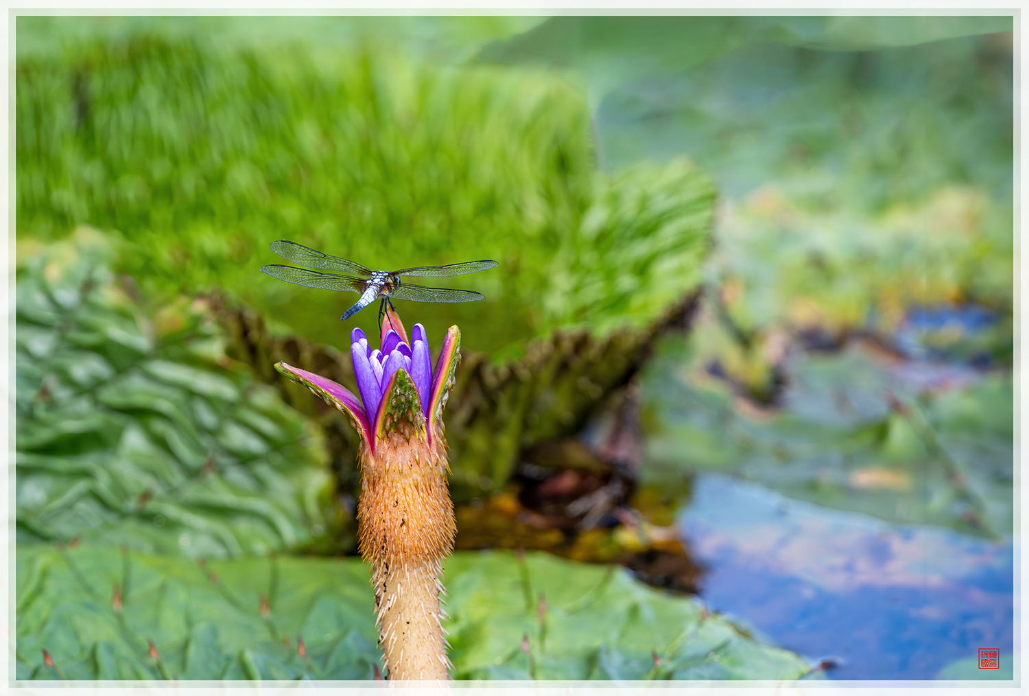 PHOTO BY  | NIKON Z 9 | 2024:08:14 15:52:22 | ISO-500 | 1/500 sec | f 7.1 | 840 mm | EV=0.3 | ● WIDTH:1500 pixels  HEIGHT:1016 pixels