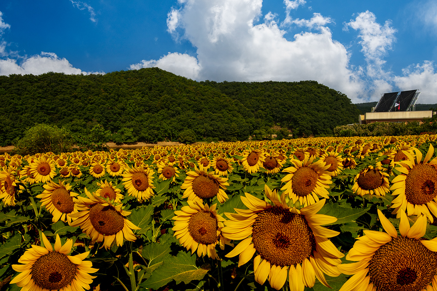 PHOTO BY  | NIKON D850 | 2024:08:14 08:39:04 | ISO-200 | 1/640 sec | f 16 | 24 mm | EV=-0.7 | ● WIDTH:1500 pixels  HEIGHT:1000 pixels