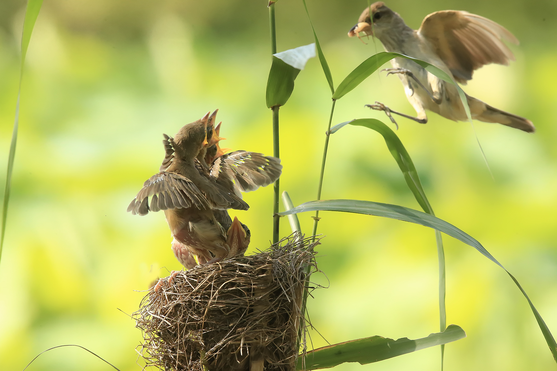 PHOTO BY ChoiJunqSeop | Canon EOS-1D X Mark II | 2024:08:14 07:24:24 | ISO-800 | 1/400 sec | f 6.3 | 300 mm | EV=0 | ● WIDTH:1800 pixels  HEIGHT:1200 pixels