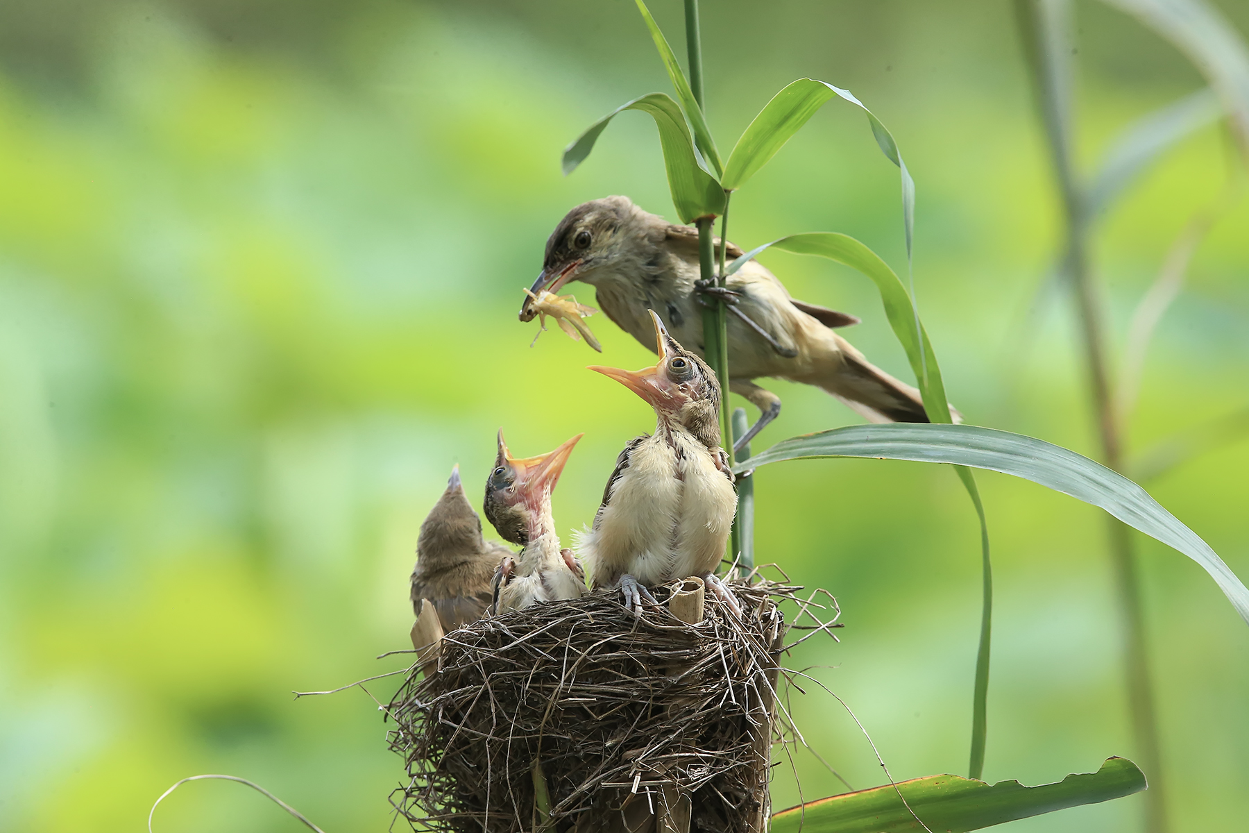 PHOTO BY ChoiJunqSeop | Canon EOS-1D X Mark II | 2024:08:14 07:24:24 | ISO-800 | 1/400 sec | f 6.3 | 300 mm | EV=0 | ● WIDTH:1800 pixels  HEIGHT:1200 pixels