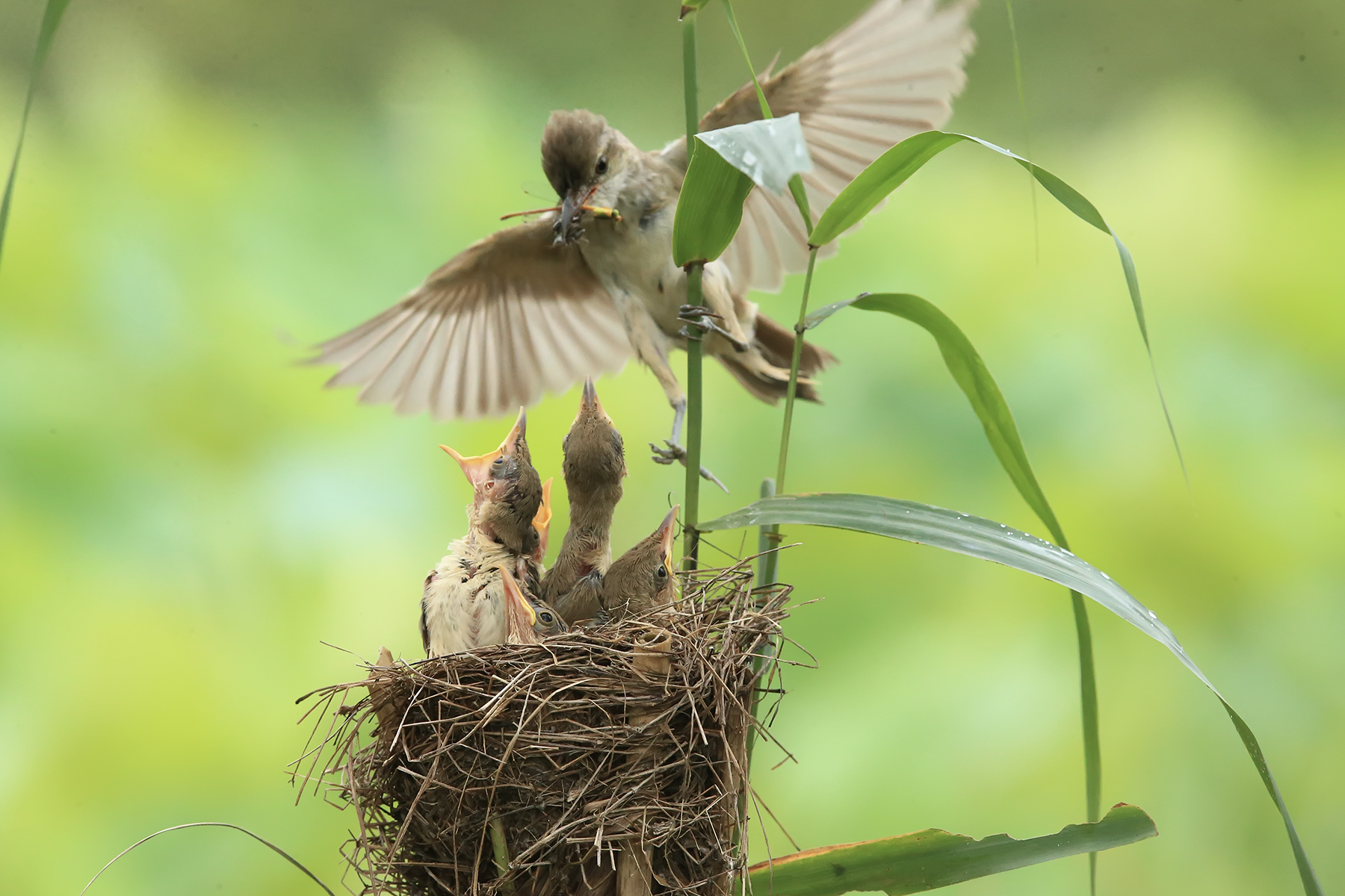 PHOTO BY ChoiJunqSeop | Canon EOS-1D X Mark II | 2024:08:14 07:24:24 | ISO-800 | 1/400 sec | f 6.3 | 300 mm | EV=0 | ● WIDTH:1800 pixels  HEIGHT:1200 pixels