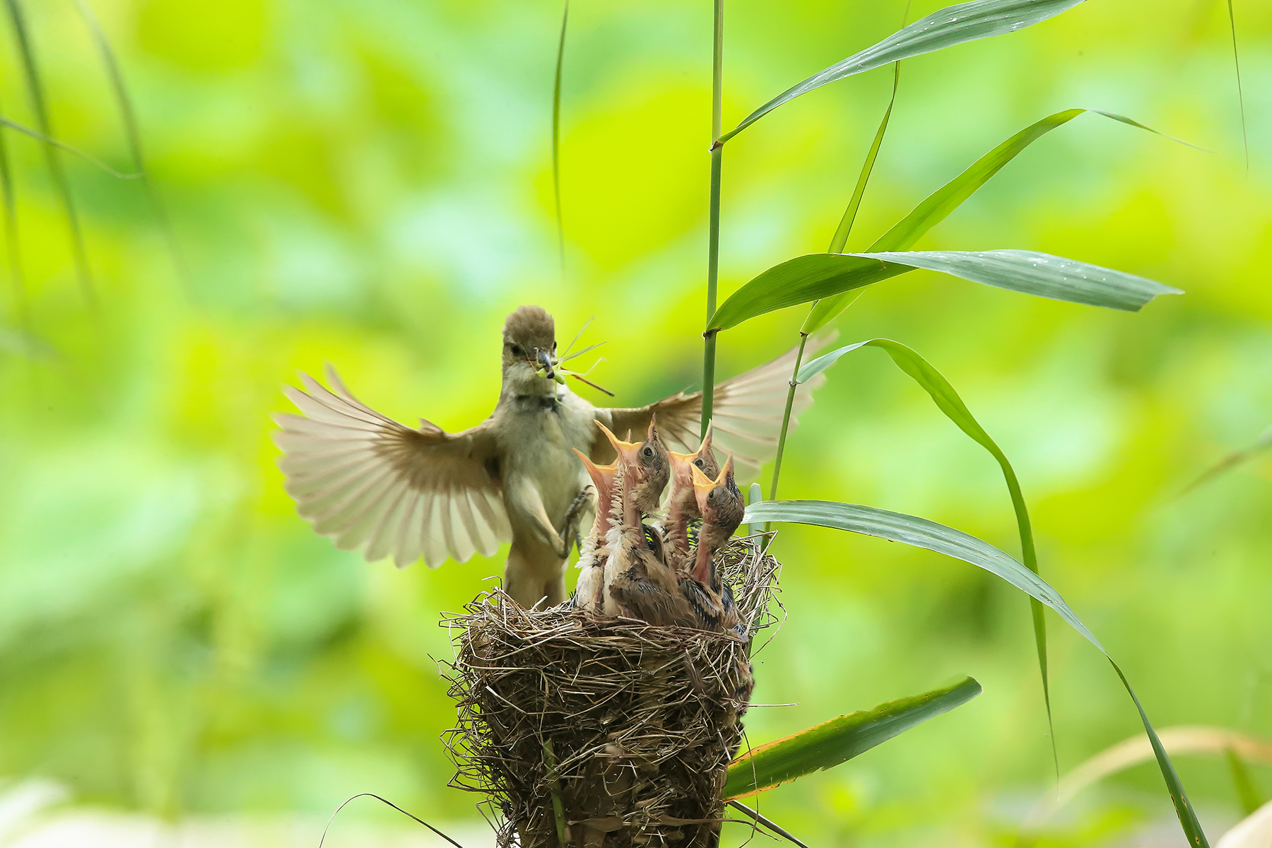 PHOTO BY ChoiJunqSeop | Canon EOS-1D X Mark II | 2024:08:14 07:24:28 | ISO-800 | 1/6400 sec | f 6.3 | 300 mm | EV=0 | ● WIDTH:1800 pixels  HEIGHT:1200 pixels