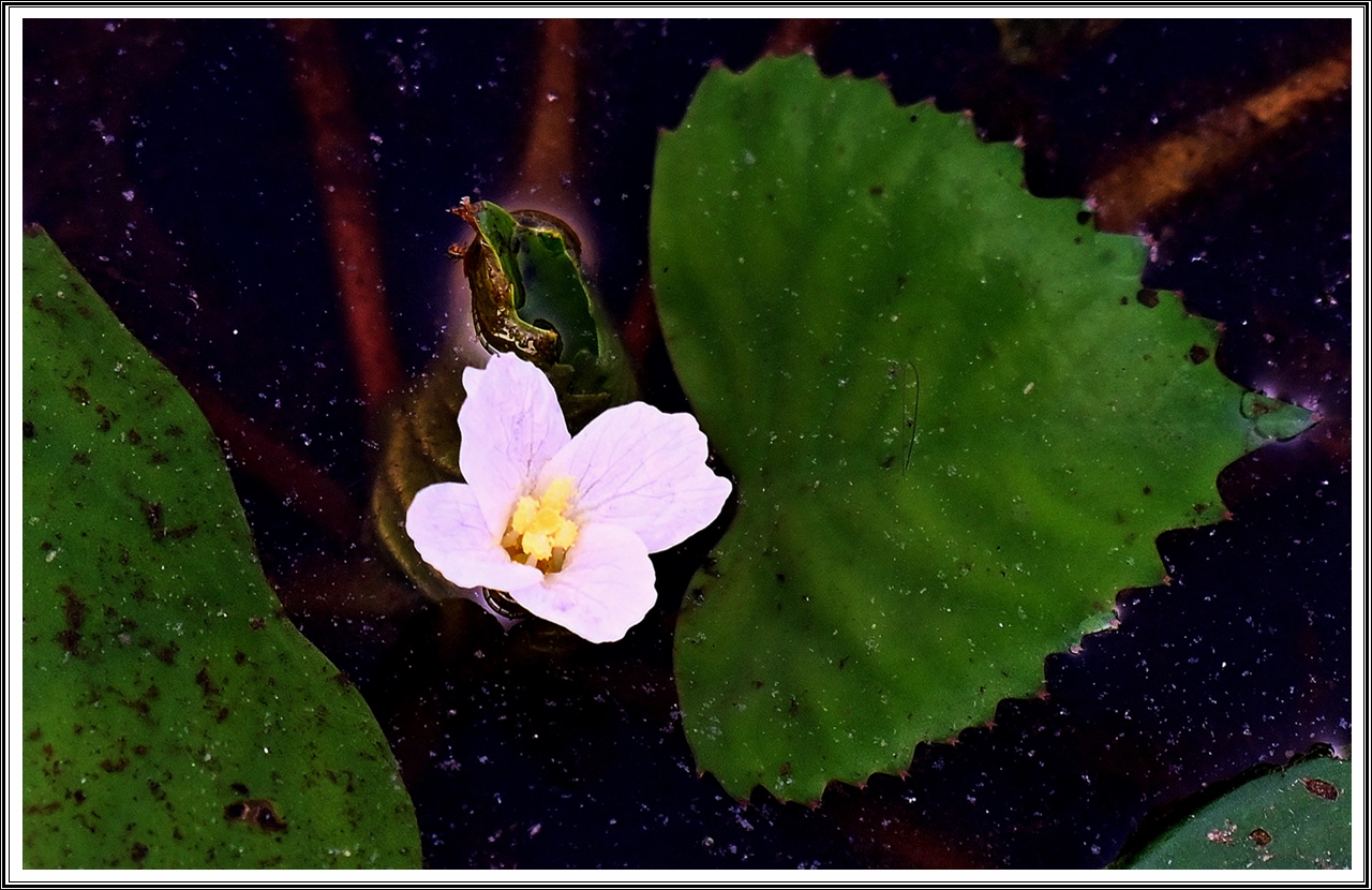 PHOTO BY  | NIKON Z 7_2 | 2024:08:12 09:20:54 | ISO-400 | 1/250 sec | f 5.6 | 500 mm | EV=0 | ● WIDTH:5408 pixels  HEIGHT:3600 pixels