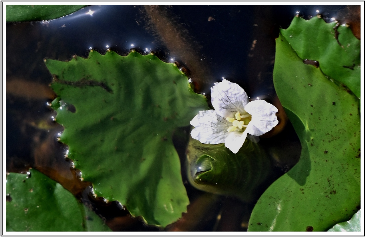 PHOTO BY  | NIKON Z 7_2 | 2024:08:12 09:24:17 | ISO-200 | 1/400 sec | f 5.6 | 500 mm | EV=0 | ● WIDTH:5408 pixels  HEIGHT:3600 pixels