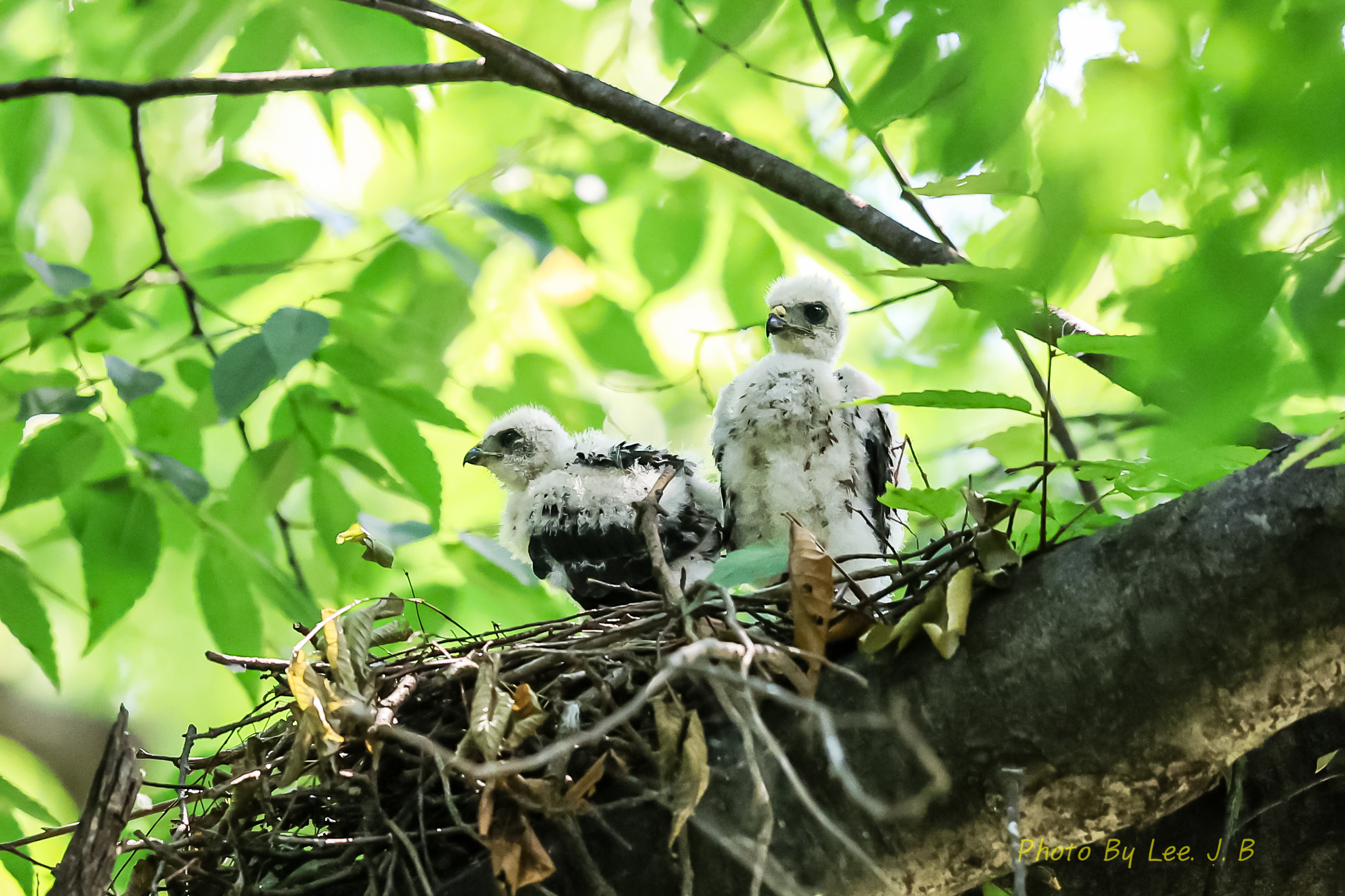 PHOTO BY  | Canon EOS R3 | 2024:08:03 11:08:11 | ISO-4000 | 1/2000 sec | f 4 | 600 mm | EV=0 | ● WIDTH:2452 pixels  HEIGHT:1634 pixels