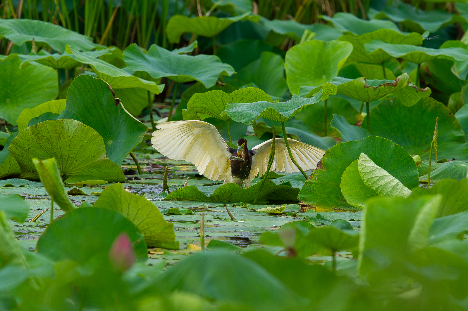   | PHOTO BY : 光陽/김덕수  |