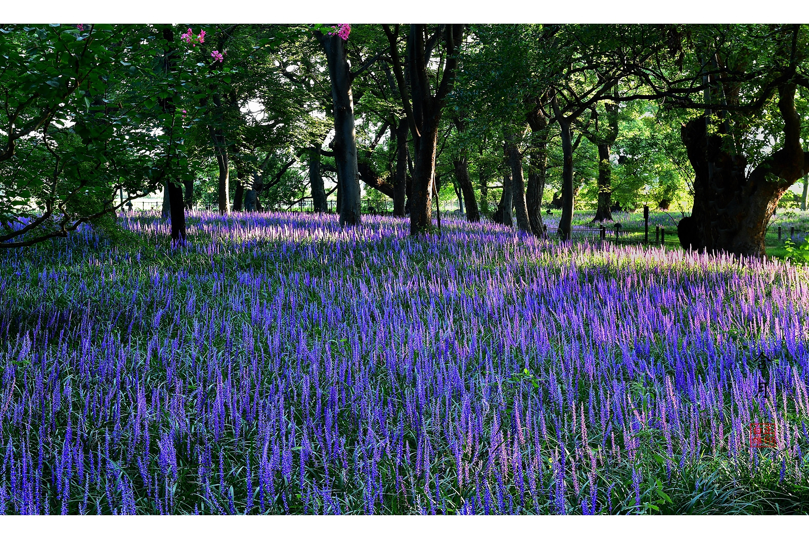 PHOTO BY Hamwuel Baek | NIKON D5 | 2024:08:13 07:10:36 | ISO-100 | 1/3 sec | f 11 | 70 mm | EV=-0.7 | ● WIDTH:1600 pixels  HEIGHT:1129 pixels