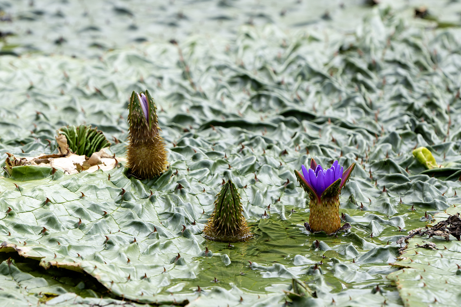 PHOTO BY KWON BYUNG JIN | NIKON Z 8 | 2024:08:15 11:20:38 | ISO-100 | 1/200 sec | f 9 | 600 mm | EV=0 | ● WIDTH:1500 pixels  HEIGHT:1000 pixels