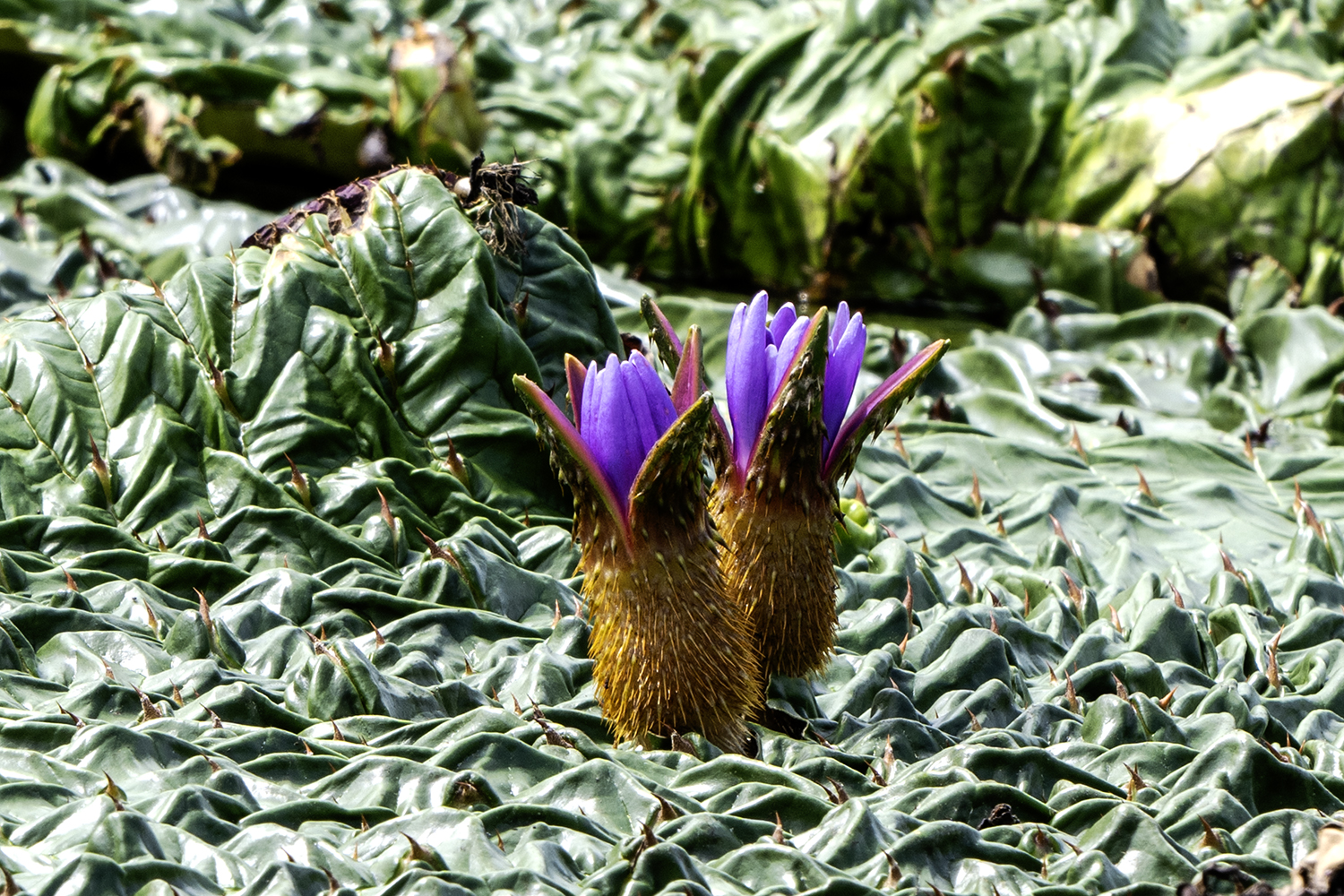 PHOTO BY KWON BYUNG JIN | NIKON Z 8 | 2024:08:15 10:38:36 | ISO-100 | 1/80 sec | f 11 | 600 mm | EV=0 | ● WIDTH:1500 pixels  HEIGHT:1000 pixels