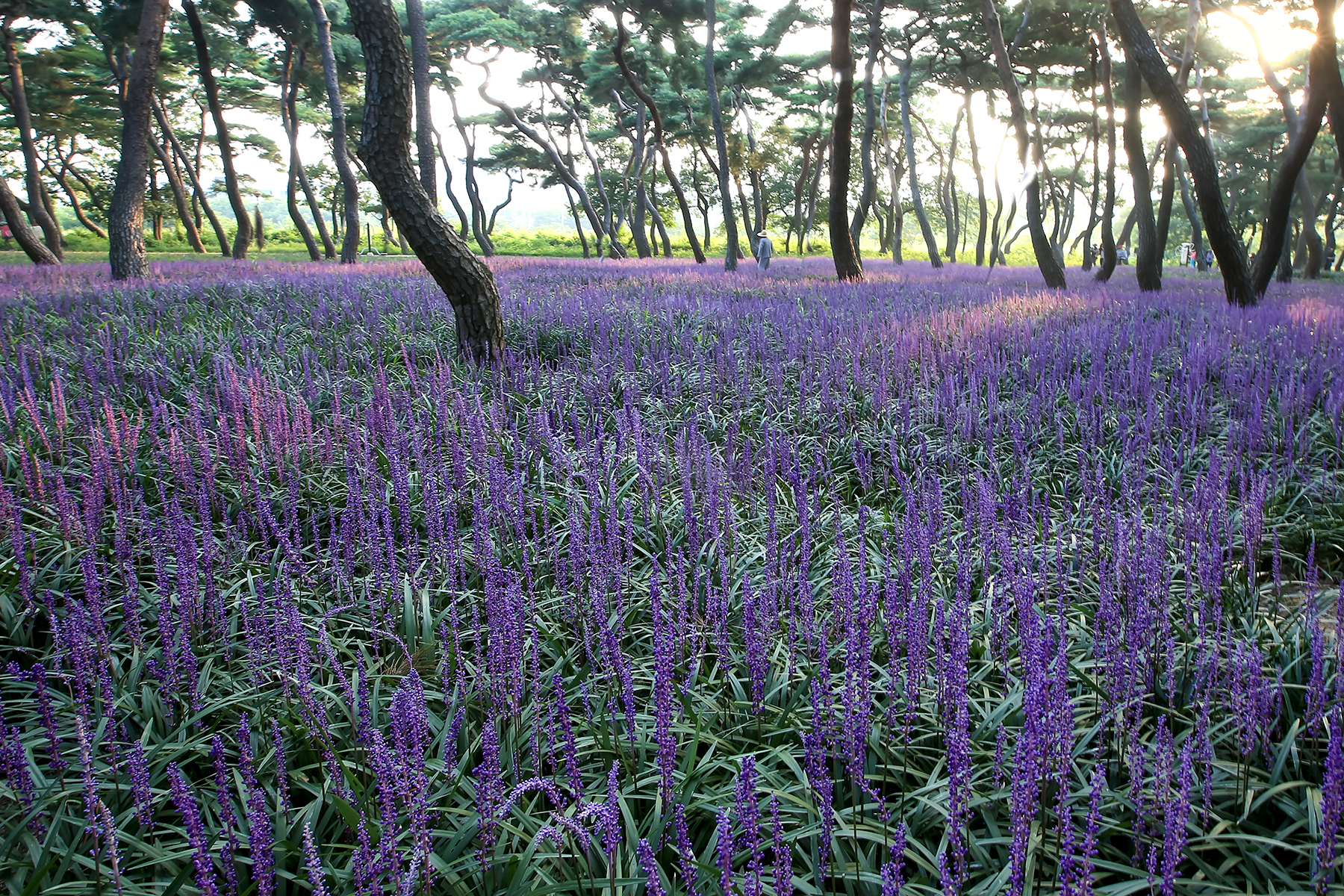 PHOTO BY ChoiJunqSeop | Canon EOS-1D X Mark II | 2024:08:14 07:24:03 | ISO-800 | 1/320 sec | f 6.3 | 300 mm | EV=0 | ● WIDTH:1800 pixels  HEIGHT:1200 pixels