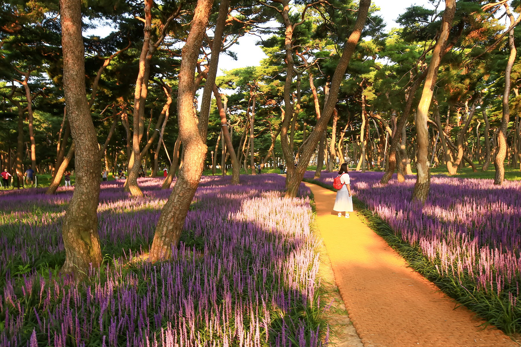 PHOTO BY ChoiJunqSeop | Canon EOS-1D X Mark II | 2024:08:14 07:24:03 | ISO-800 | 1/320 sec | f 6.3 | 300 mm | EV=0 | ● WIDTH:1800 pixels  HEIGHT:1200 pixels