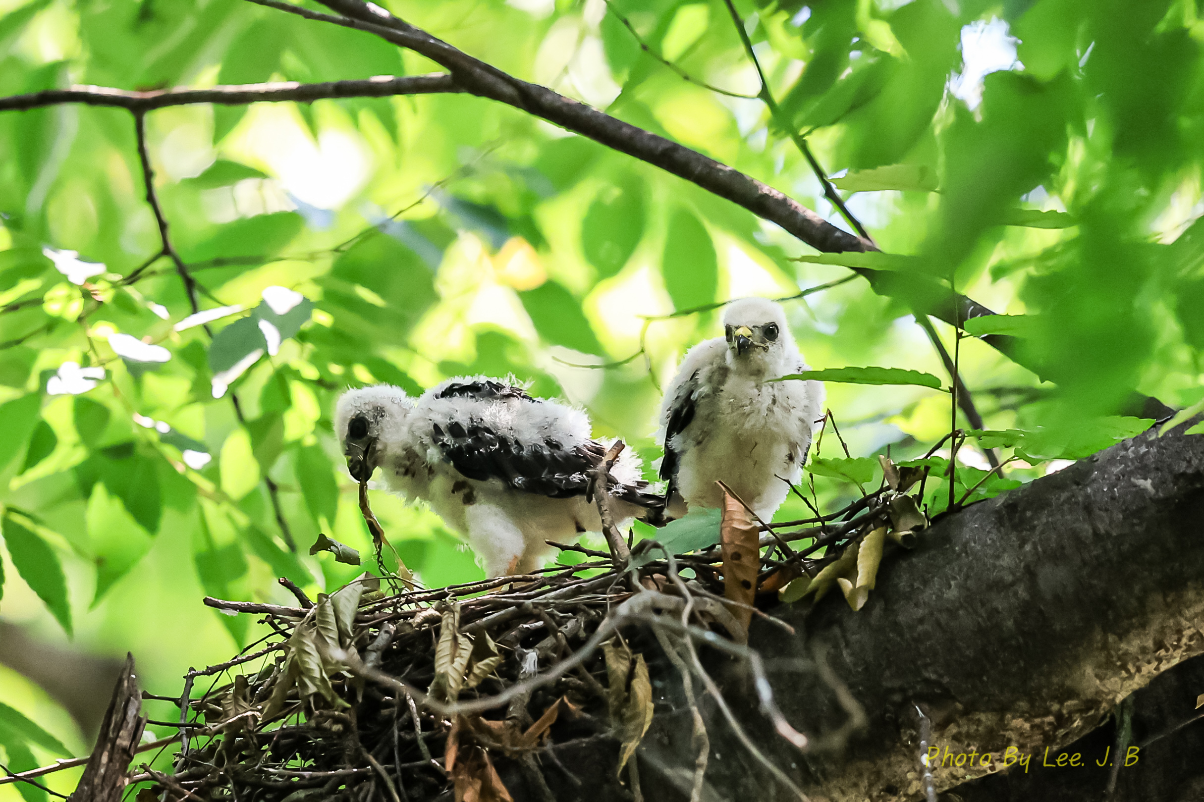 PHOTO BY  | Canon EOS R3 | 2024:08:03 11:19:43 | ISO-4000 | 1/2000 sec | f 4 | 600 mm | EV=0 | ● WIDTH:2430 pixels  HEIGHT:1619 pixels