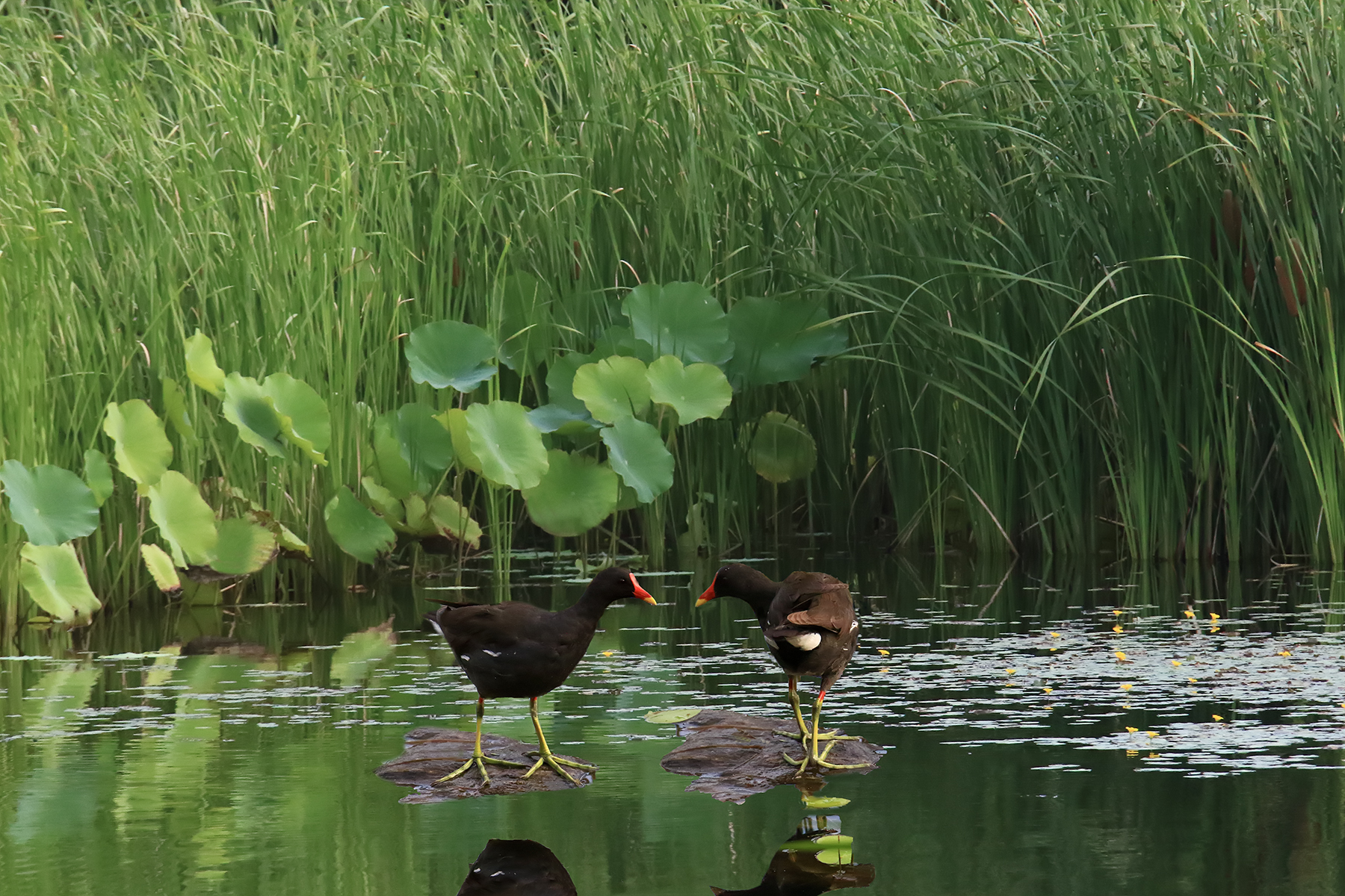 PHOTO BY ChoiJunqSeop | Canon EOS-1D X Mark II | 2024:08:14 07:24:29 | ISO-800 | 1/6400 sec | f 6.3 | 300 mm | EV=0 | ● WIDTH:1800 pixels  HEIGHT:1200 pixels