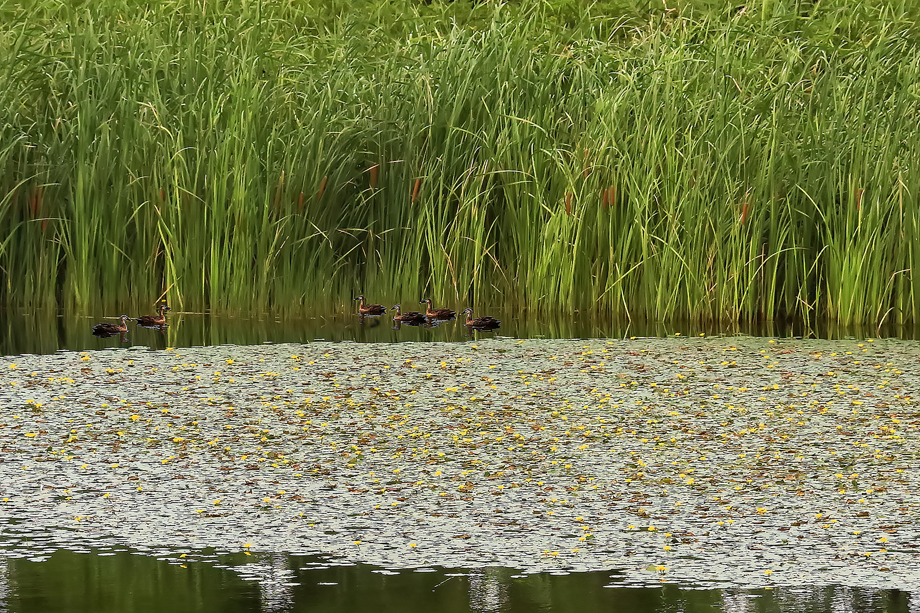 PHOTO BY ChoiJunqSeop | Canon EOS-1D X Mark II | 2024:08:14 07:24:29 | ISO-800 | 1/6400 sec | f 6.3 | 300 mm | EV=0 | ● WIDTH:1800 pixels  HEIGHT:1200 pixels