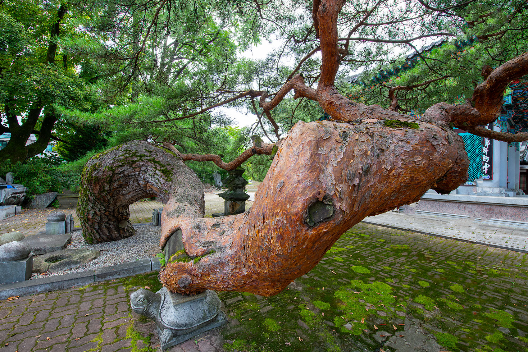 PHOTO BY  | NIKON D850 | 2024:08:05 11:28:58 | ISO-400 | 1/200 sec | f 9 | 14 mm | EV=0 | ● WIDTH:1700 pixels  HEIGHT:1133 pixels