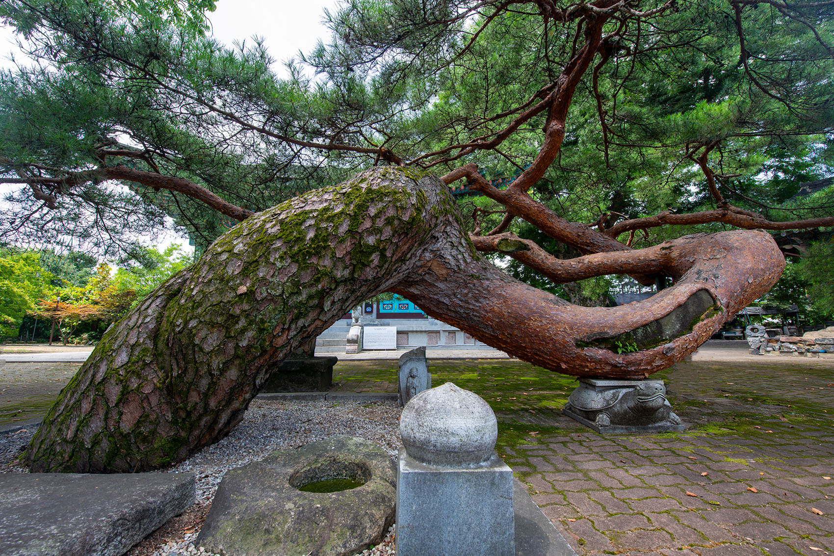 PHOTO BY  | NIKON D850 | 2024:08:05 11:22:54 | ISO-400 | 1/125 sec | f 11 | 14 mm | EV=0 | ● WIDTH:1700 pixels  HEIGHT:1133 pixels