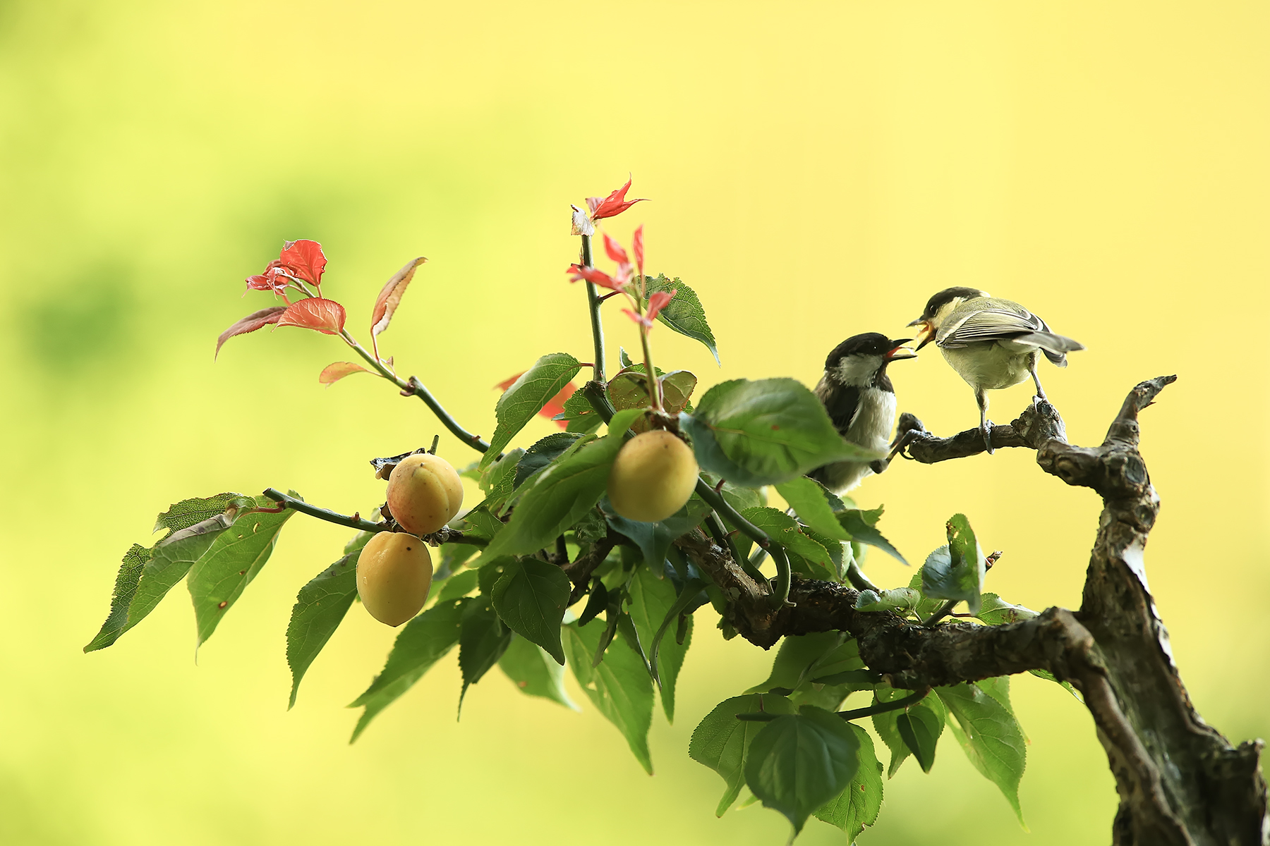 PHOTO BY ChoiJunqSeop | Canon EOS-1D X Mark II | 2024:08:14 07:24:30 | ISO-800 | 1/6400 sec | f 6.3 | 300 mm | EV=0 | ● WIDTH:1800 pixels  HEIGHT:1200 pixels