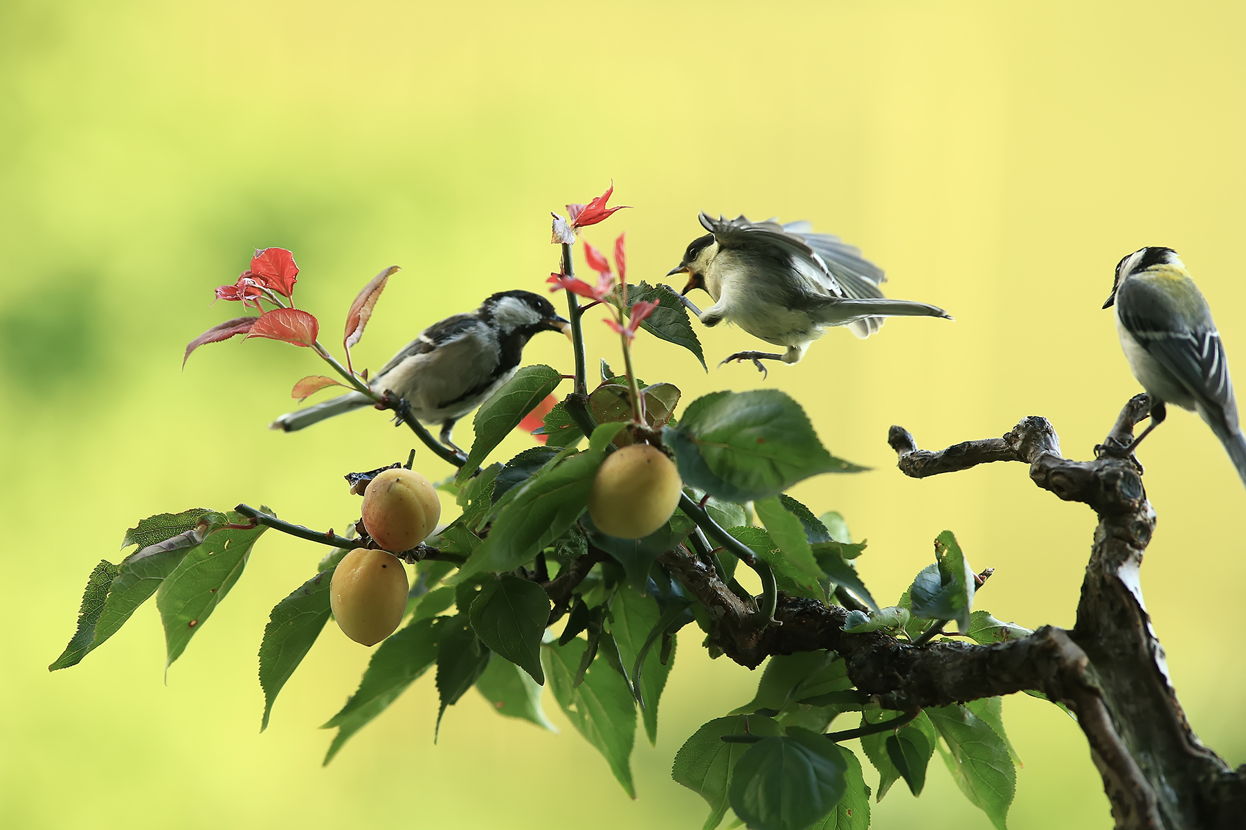 PHOTO BY ChoiJunqSeop | Canon EOS-1D X Mark II | 2024:08:14 07:24:30 | ISO-800 | 1/6400 sec | f 6.3 | 300 mm | EV=0 | ● WIDTH:1800 pixels  HEIGHT:1200 pixels