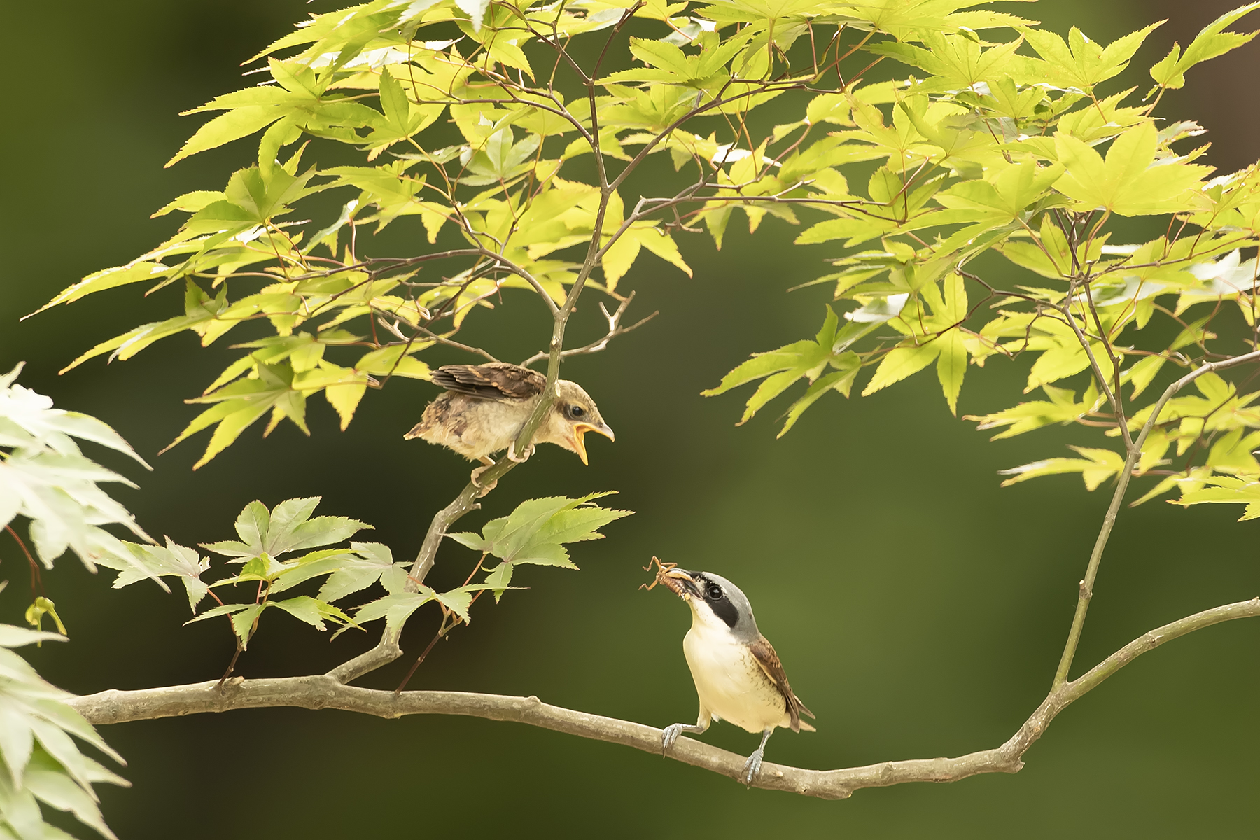 PHOTO BY ChoiJunqSeop | Canon EOS-1D X Mark II | 2024:08:14 07:24:30 | ISO-800 | 1/6400 sec | f 6.3 | 300 mm | EV=0 | ● WIDTH:1800 pixels  HEIGHT:1200 pixels