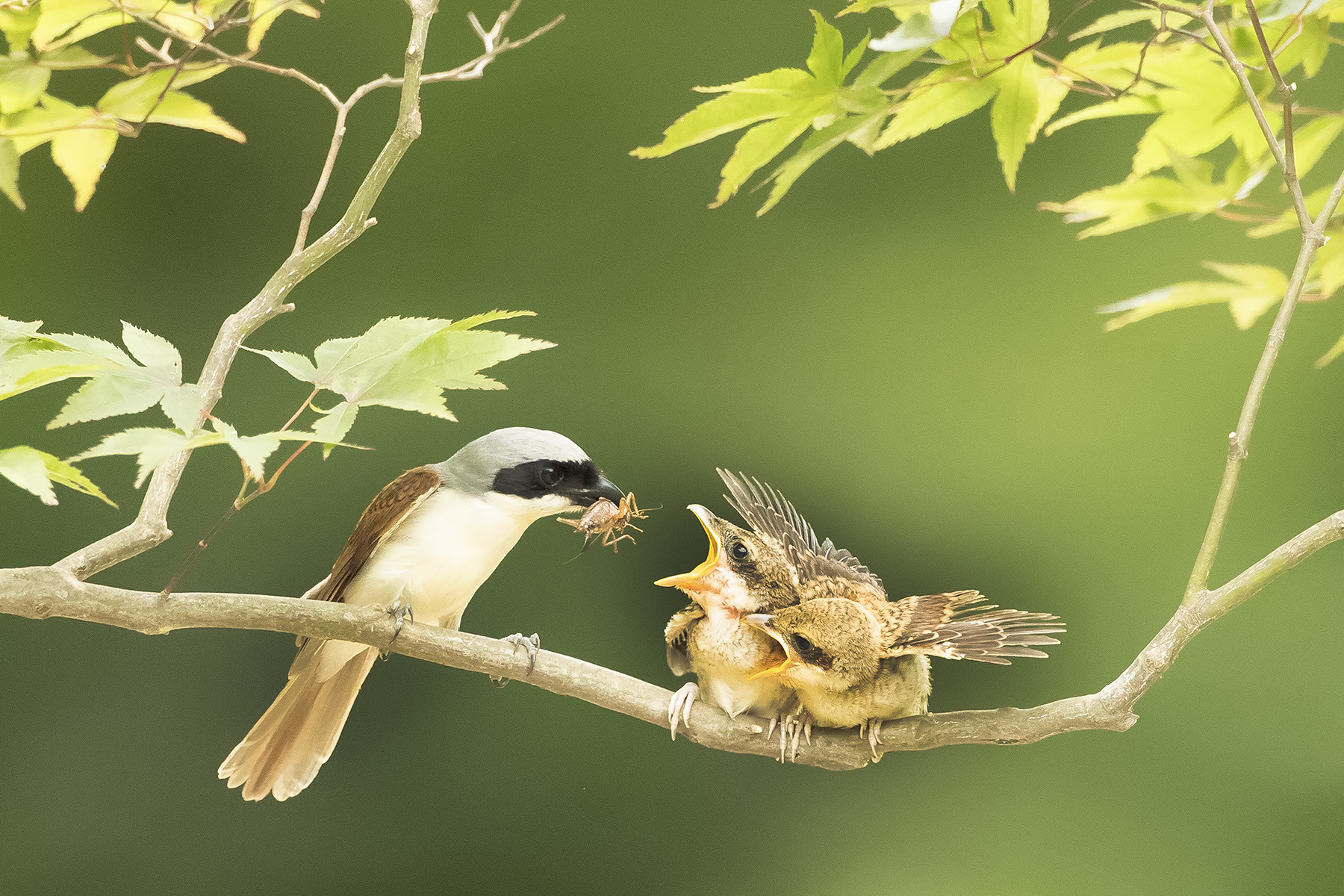 PHOTO BY ChoiJunqSeop | Canon EOS-1D X Mark II | 2024:08:14 07:24:30 | ISO-800 | 1/6400 sec | f 6.3 | 300 mm | EV=0 | ● WIDTH:1800 pixels  HEIGHT:1200 pixels