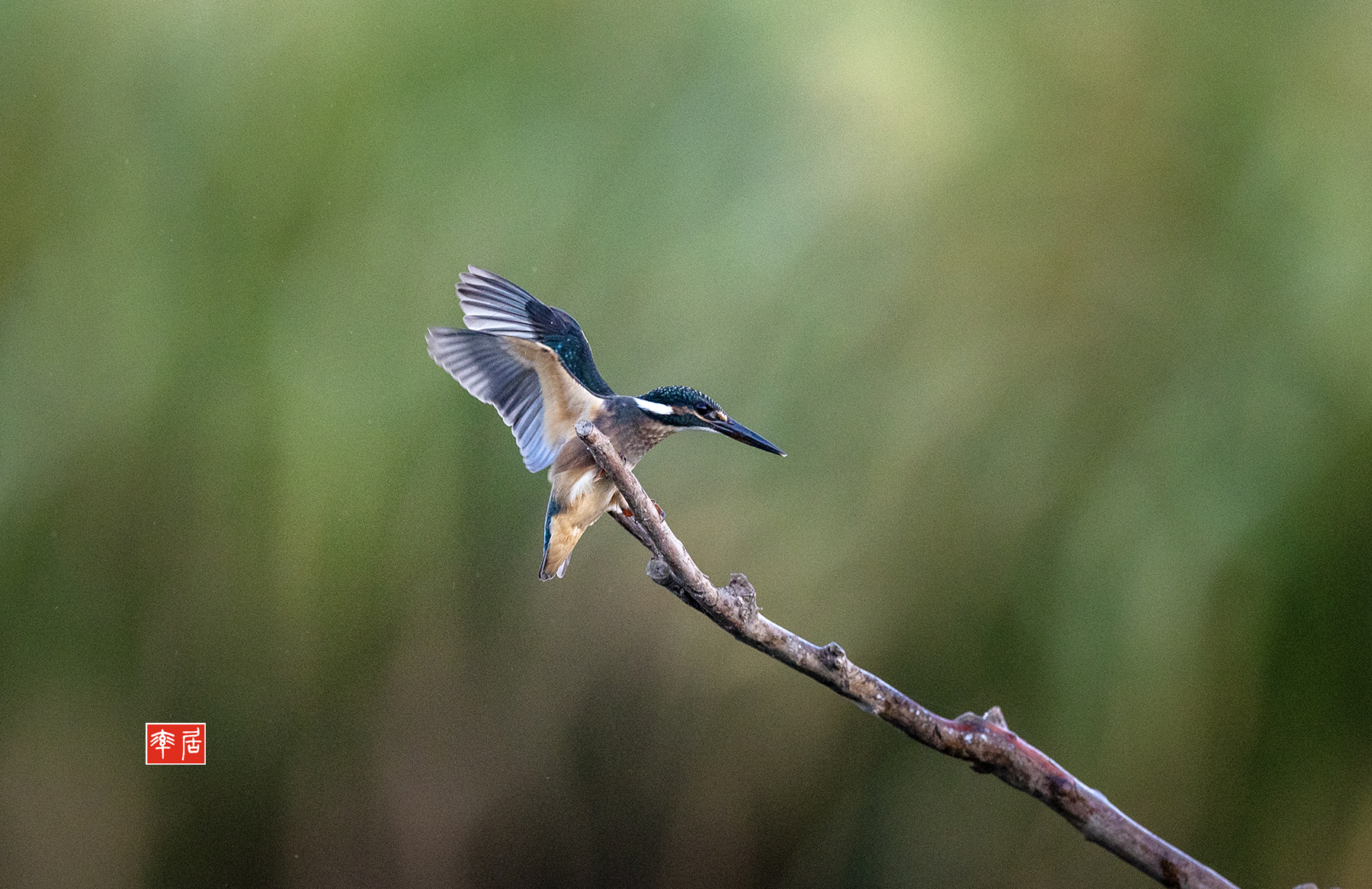 PHOTO BY changickheun | Canon EOS-1D X Mark III | 2024:08:19 05:47:13 | ISO-3200 | 1/800 sec | f 4 | 600 mm | EV=0 | ● WIDTH:1800 pixels  HEIGHT:1166 pixels