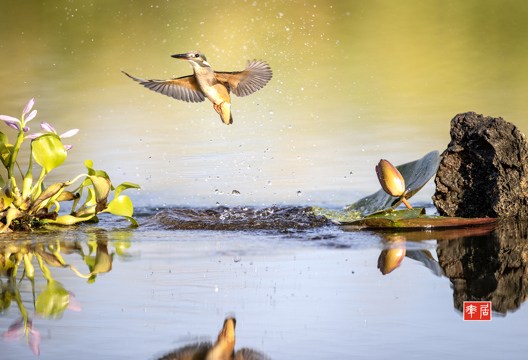 PHOTO BY changickheun | Canon EOS-1D X Mark III | 2024:08:19 07:07:52 | ISO-800 | 1/3200 sec | f 4 | 600 mm | EV=0 | ● WIDTH:1800 pixels  HEIGHT:1228 pixels