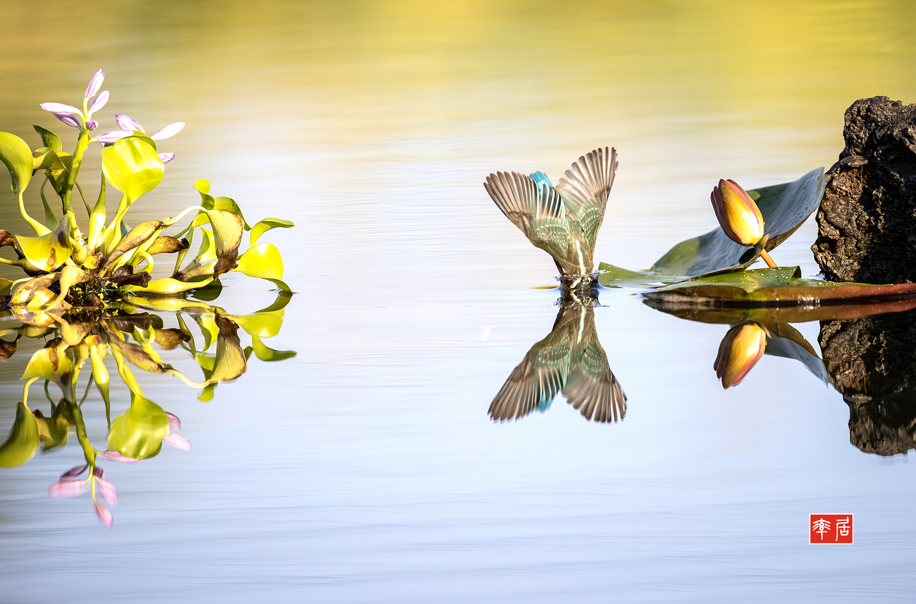 PHOTO BY changickheun | Canon EOS-1D X Mark III | 2024:08:19 07:12:15 | ISO-800 | 1/3200 sec | f 4 | 600 mm | EV=0 | ● WIDTH:1800 pixels  HEIGHT:1186 pixels