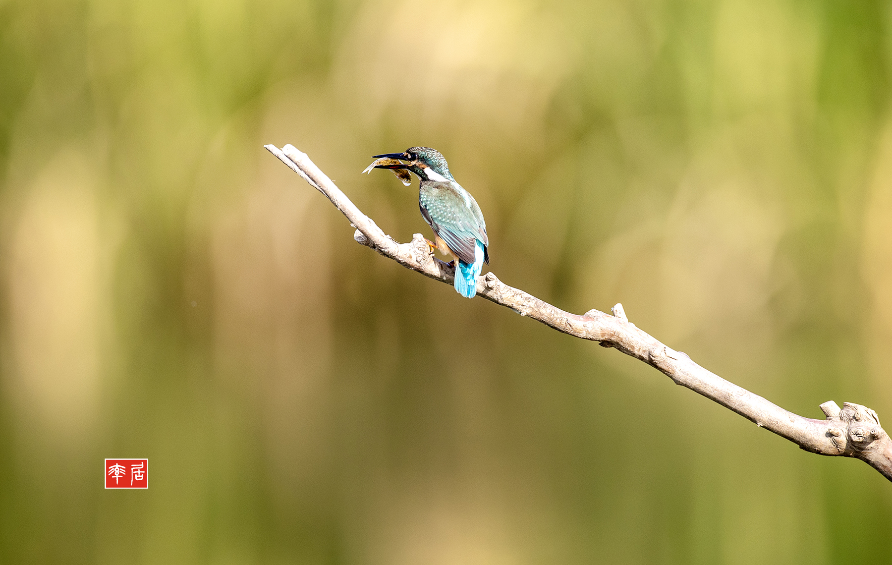 PHOTO BY changickheun | Canon EOS-1D X Mark III | 2024:08:19 08:13:53 | ISO-800 | 1/3200 sec | f 4 | 600 mm | EV=0 | ● WIDTH:1800 pixels  HEIGHT:1140 pixels