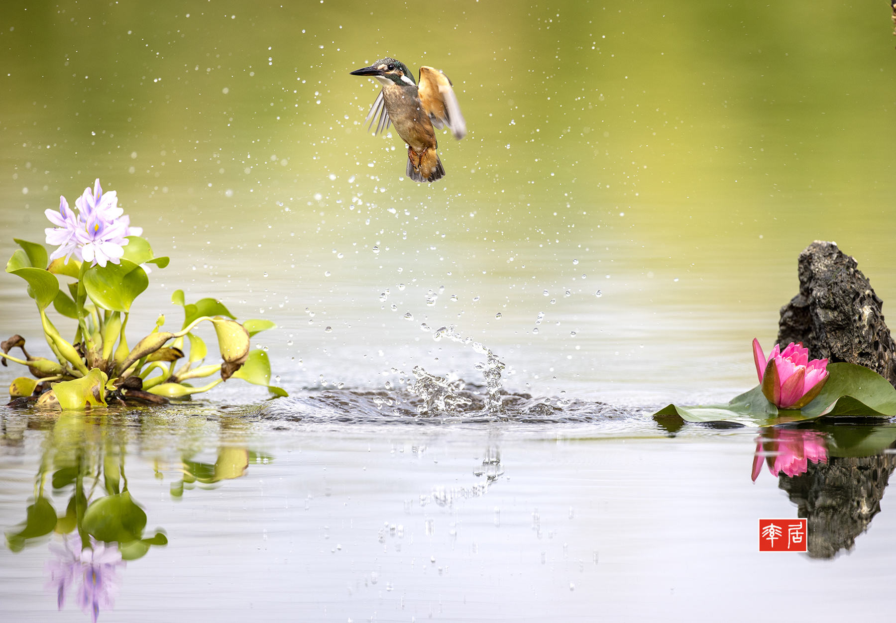 PHOTO BY changickheun | Canon EOS-1D X Mark III | 2024:08:19 09:13:24 | ISO-400 | 1/2000 sec | f 4.5 | 600 mm | EV=0 | ● WIDTH:1800 pixels  HEIGHT:1252 pixels