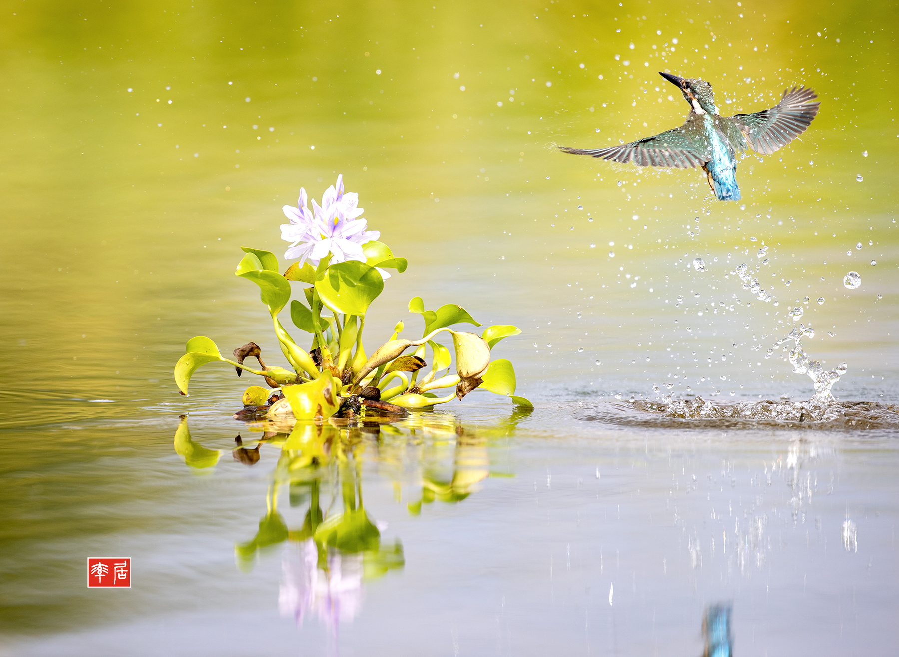PHOTO BY changickheun | Canon EOS-1D X Mark III | 2024:08:19 09:41:10 | ISO-800 | 1/2500 sec | f 4.5 | 600 mm | EV=0 | ● WIDTH:1800 pixels  HEIGHT:1316 pixels