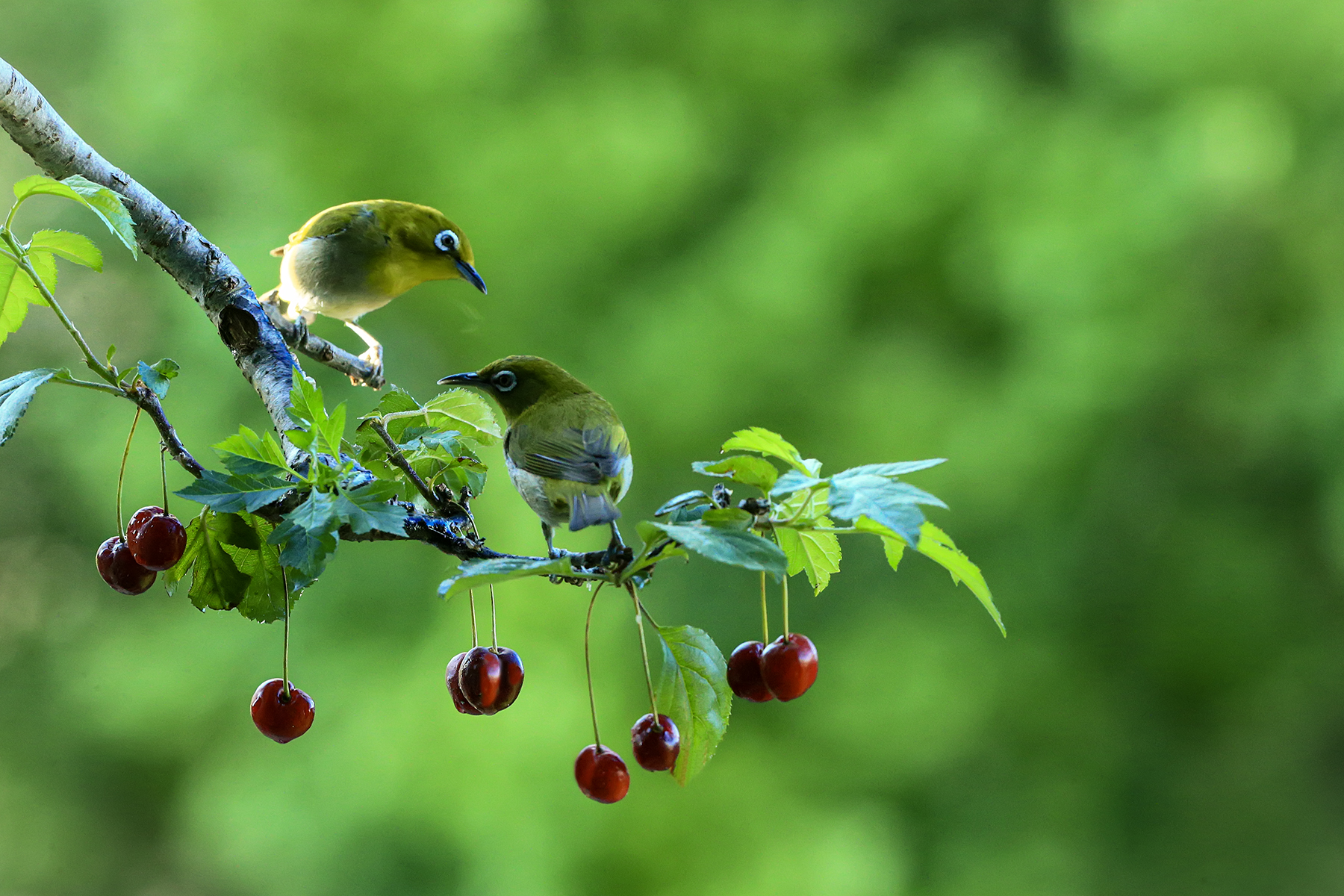 PHOTO BY ChoiJunqSeop | Canon EOS-1D X Mark II | 2024:08:14 07:24:29 | ISO-800 | 1/6400 sec | f 6.3 | 300 mm | EV=0 | ● WIDTH:1800 pixels  HEIGHT:1200 pixels