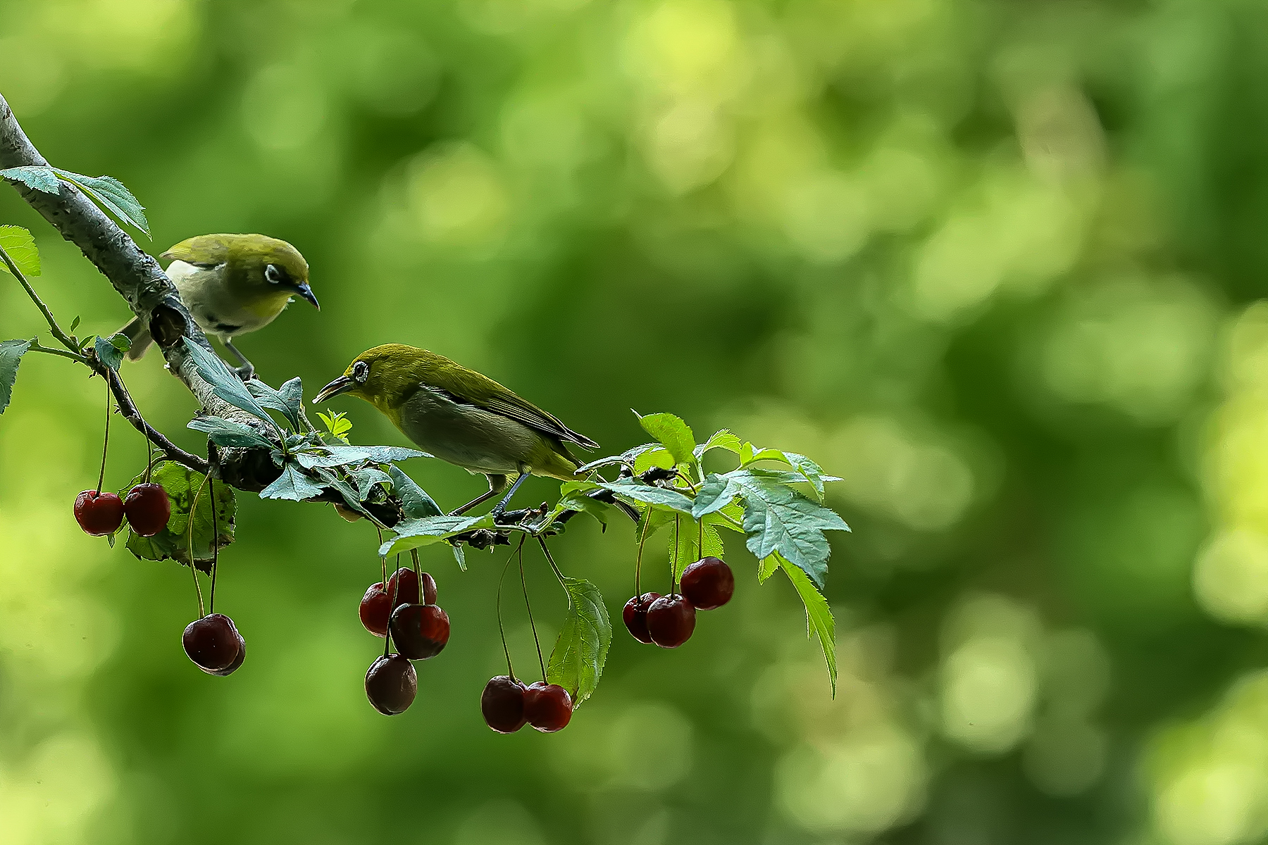 PHOTO BY ChoiJunqSeop | Canon EOS-1D X Mark II | 2024:08:14 07:24:29 | ISO-800 | 1/6400 sec | f 6.3 | 300 mm | EV=0 | ● WIDTH:1800 pixels  HEIGHT:1200 pixels