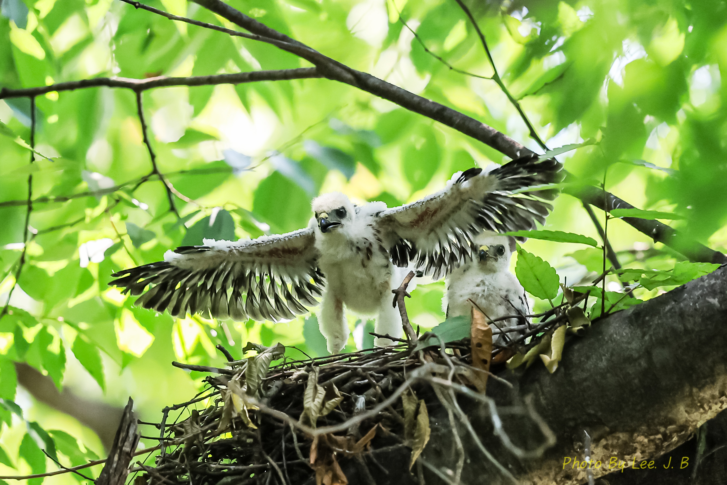 PHOTO BY  | Canon EOS R3 | 2024:08:03 11:26:53 | ISO-2500 | 1/2000 sec | f 4 | 600 mm | EV=0 | ● WIDTH:2488 pixels  HEIGHT:1658 pixels